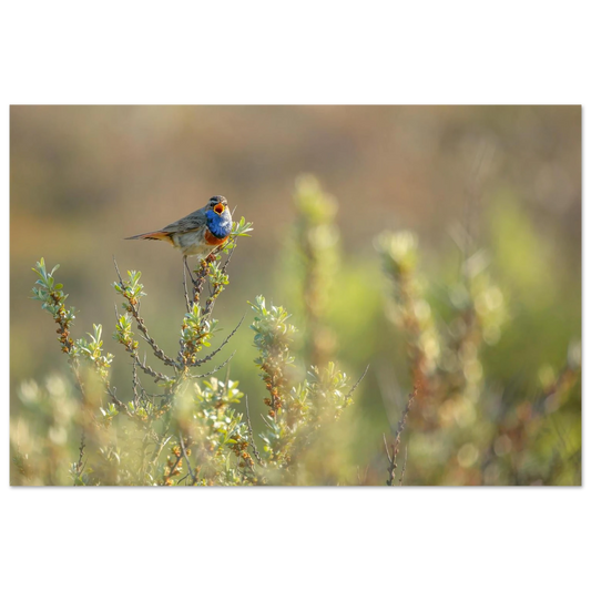 Wandbild blaukehlchen ein meisterwerk der natur auf leinwand in verschiedenen groessen erhaeltlich