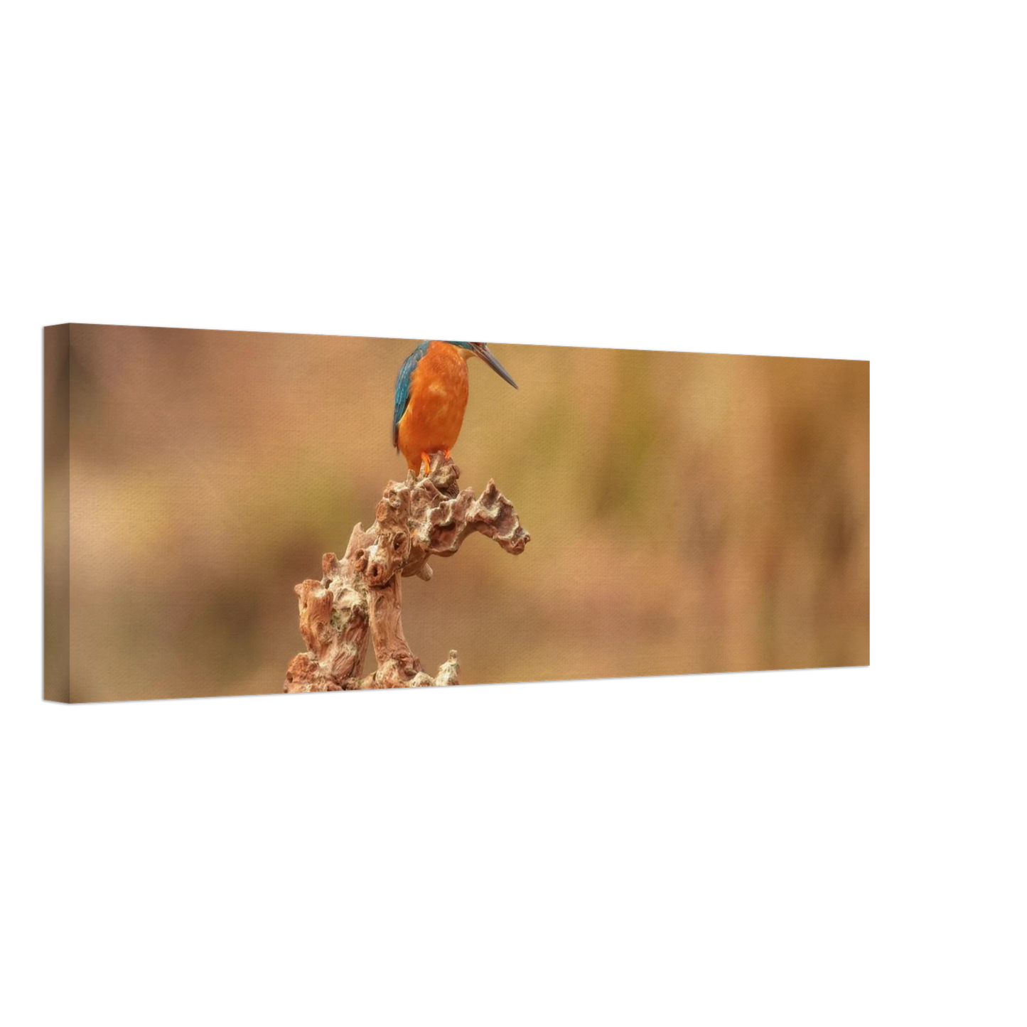 Wandbild eisvogel lebendige naturkunst fuer ihr zuhause in vielen groessen