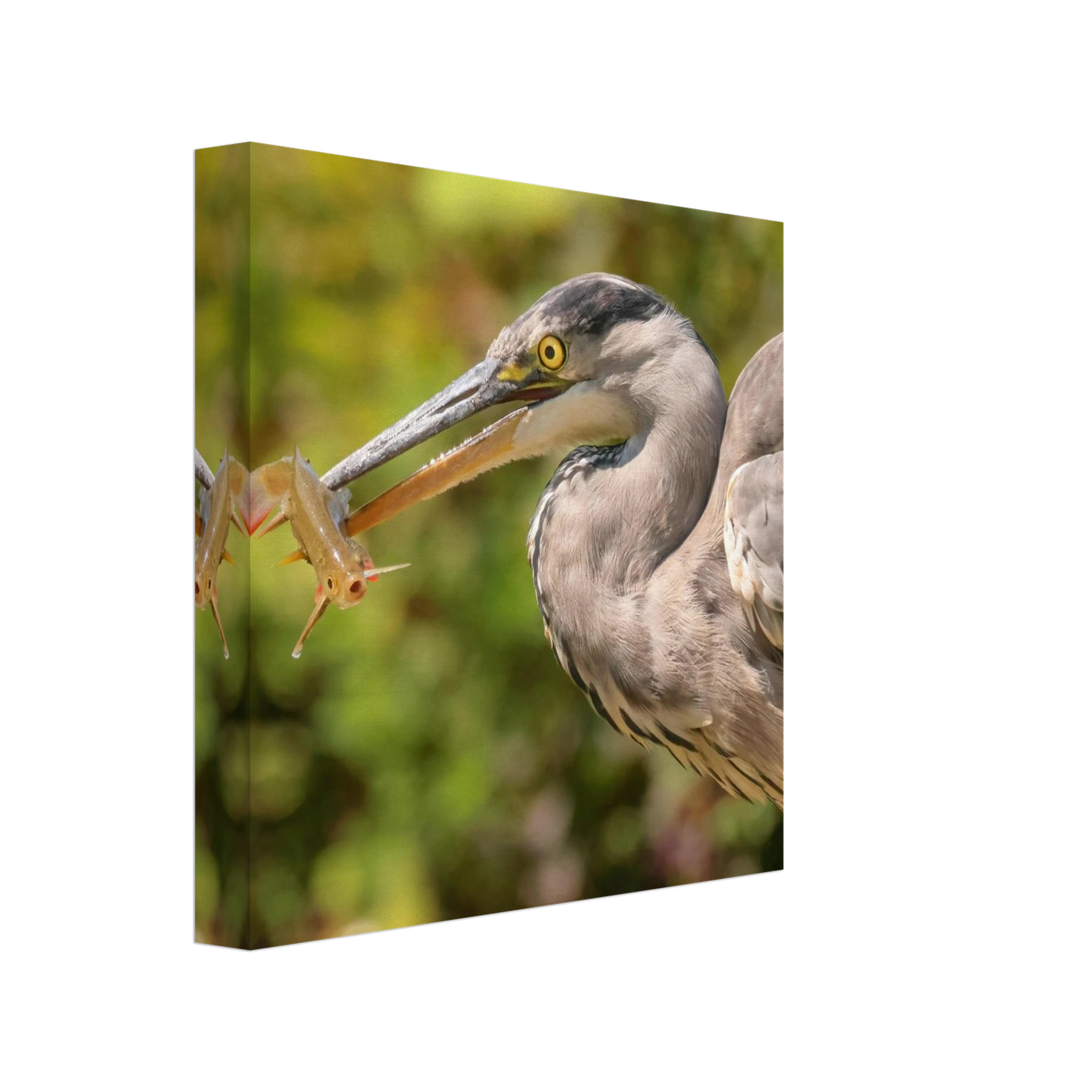 Wandbild graureiher mit fisch ein faszinierender moment in der natur verfuegbar in ihrer wunschgroesse