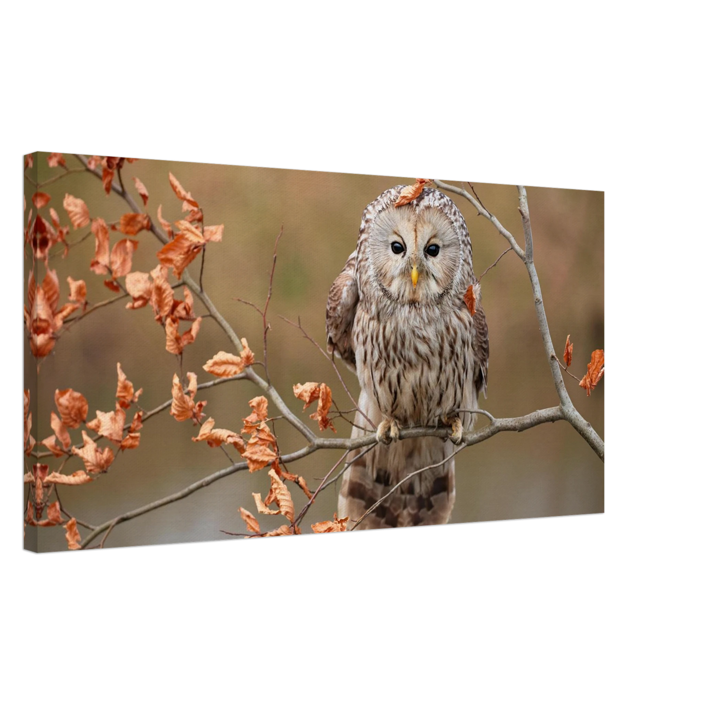 Wandbild majestaetische eule im herbstlaub einblick in die wildnis in verschiedenen groessen