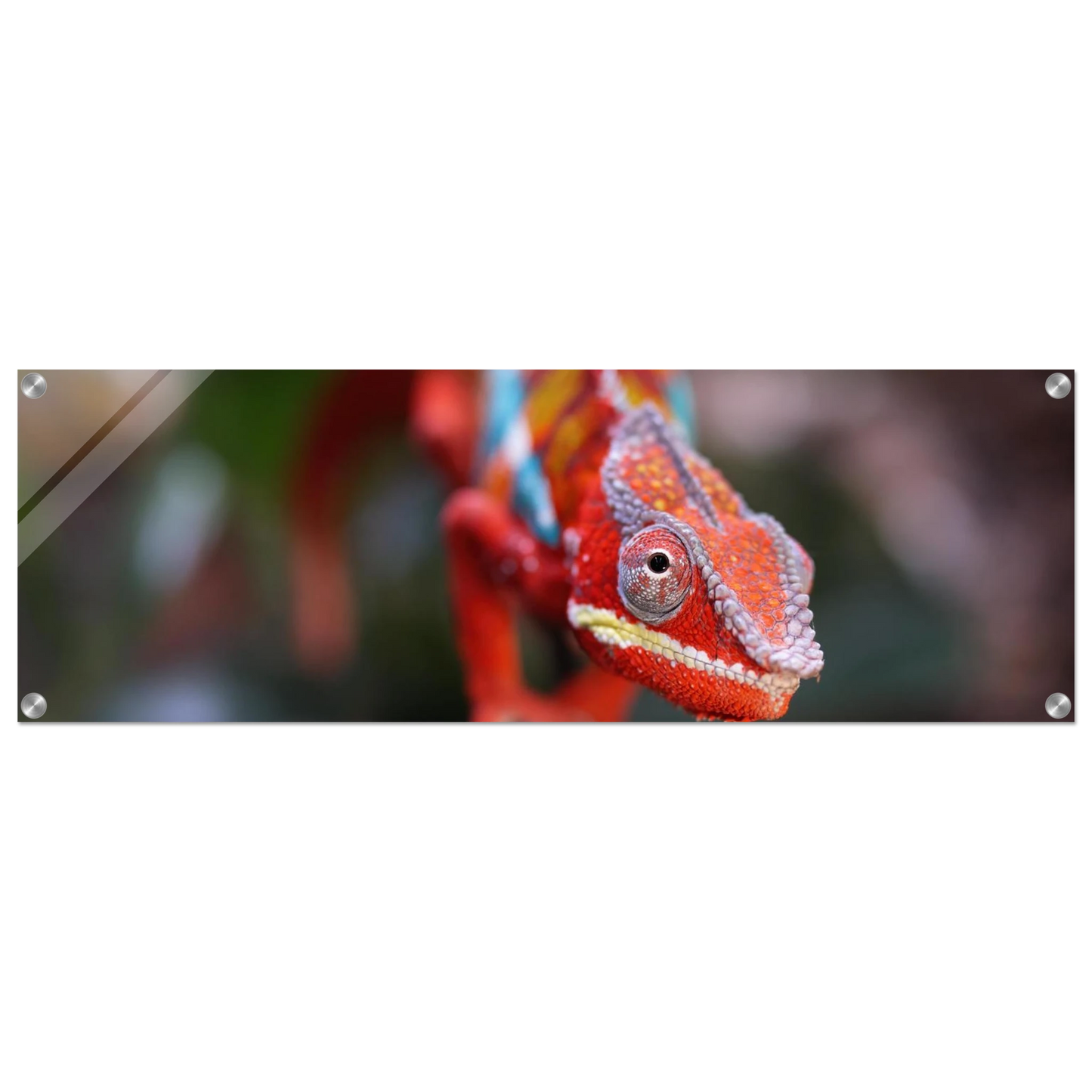 Wandbild faszinierendes chamaeleon portraet lebendige tierkunst fuer ihr zuhause in ihrer wunschgroesse