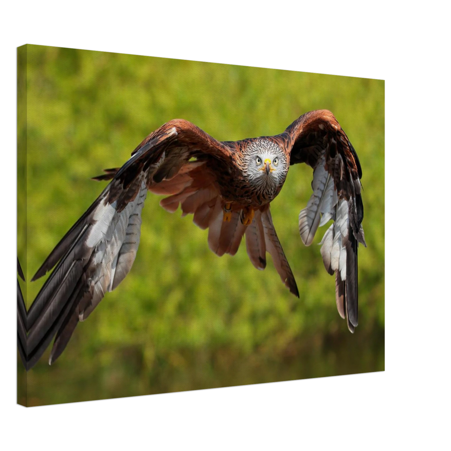 Wandbild majestaetischer rotmilan im flug atemberaubende tierfotografie fuer ihr zuhause erhaeltlich in zahlreichen groessen