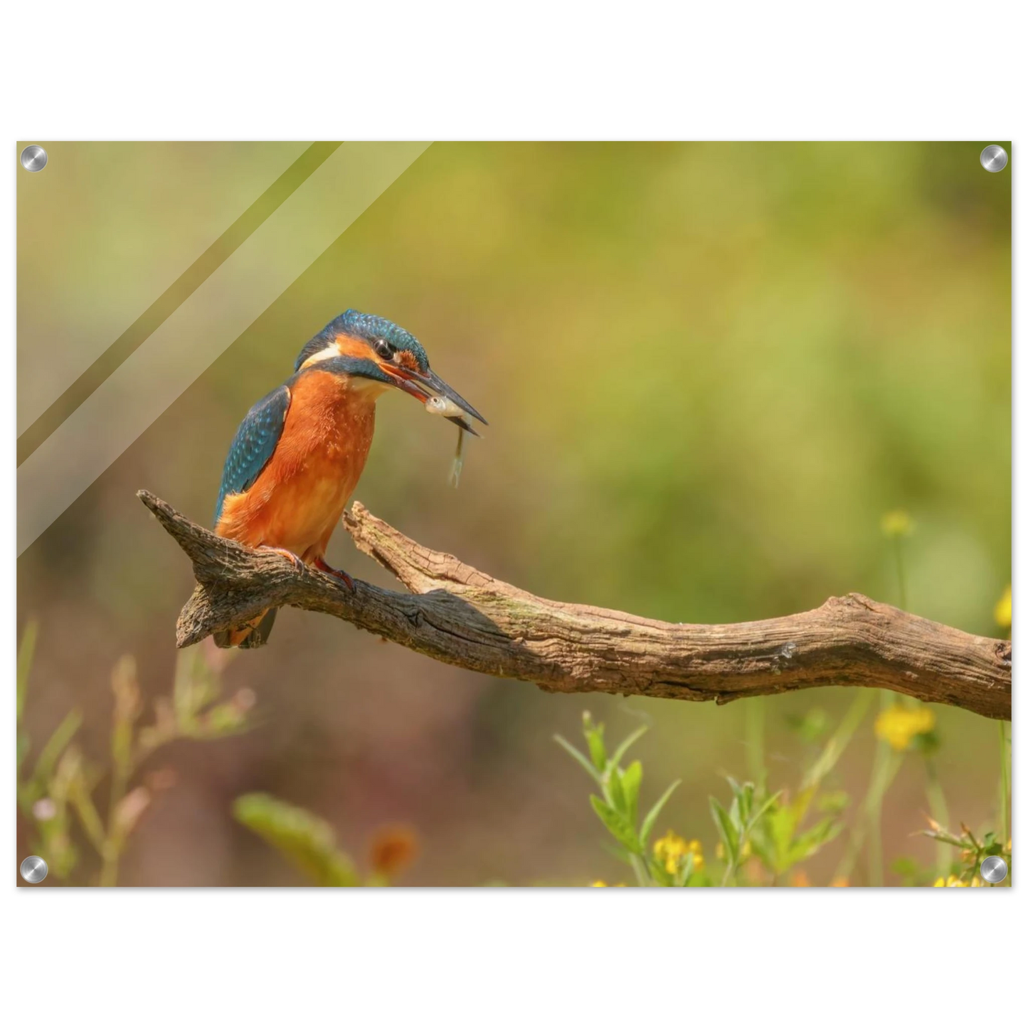 Wandbild eisvogel farbpracht leuchtende naturkunst fuer ihr zuhause in vielen groessen