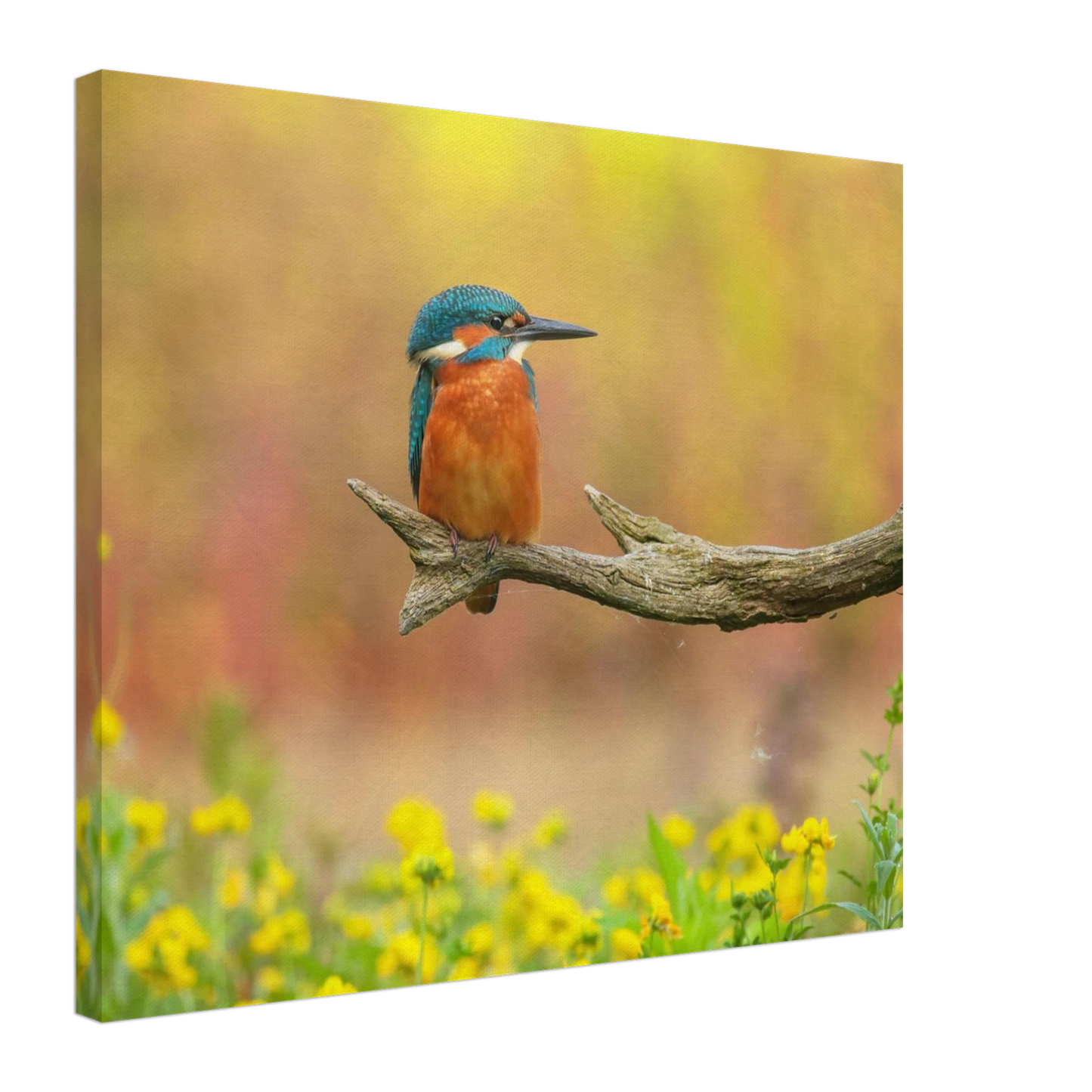 Wandbild eisvogel lebendige naturkunst fuer ihr zuhause in ihrer wunschgroesse