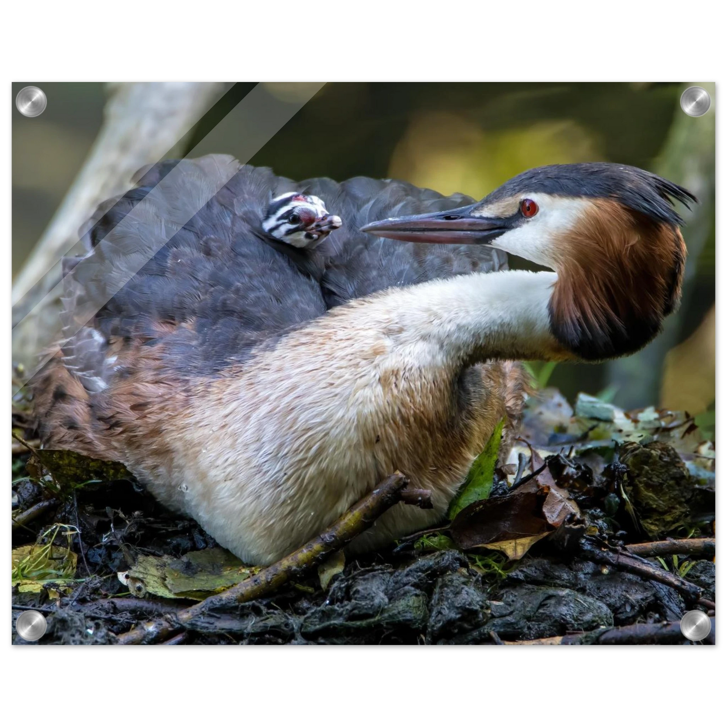 Wandbild zaertliche grosse haubentaucher familie naturgetreuer kunstdruck in ihrer wunschgroesse