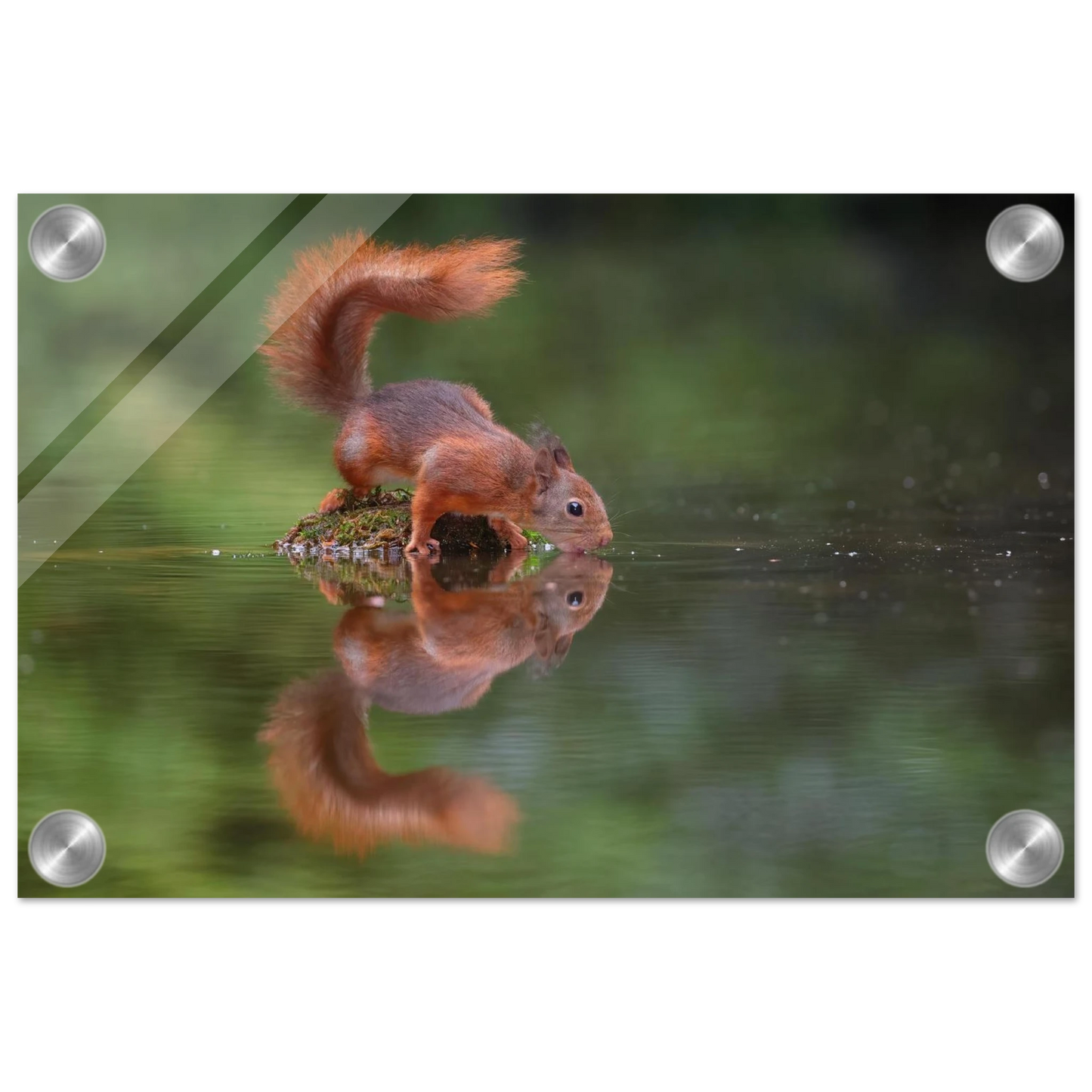 Wandbild durstiges eichhoernchen eine ruhige reflexion in der natur erhaeltlich in vielen groessen