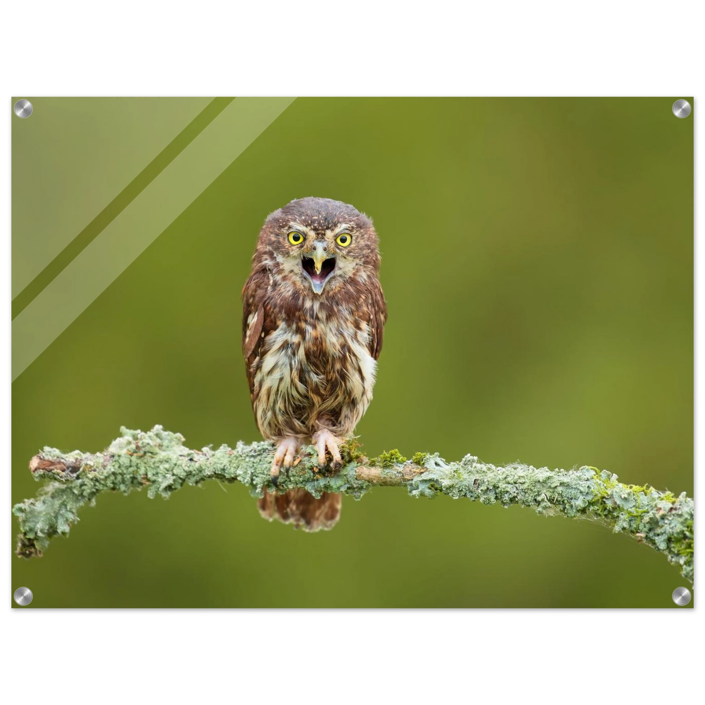 Wandbild rufer der wildnis faszinierendes eulen portraet mit leuchtenden augen fuer ihr zuhause
