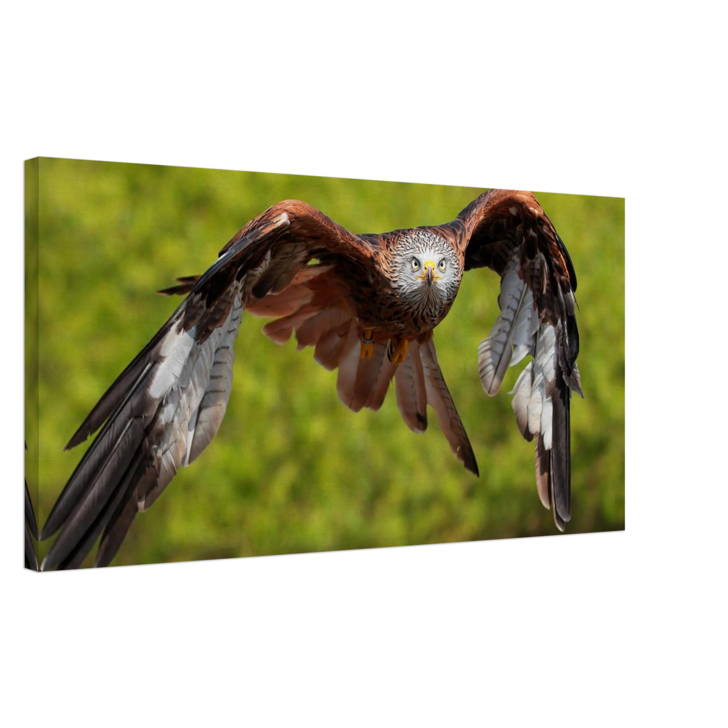 Wandbild majestaetischer rotmilan im flug atemberaubende tierfotografie fuer ihr zuhause erhaeltlich in zahlreichen groessen