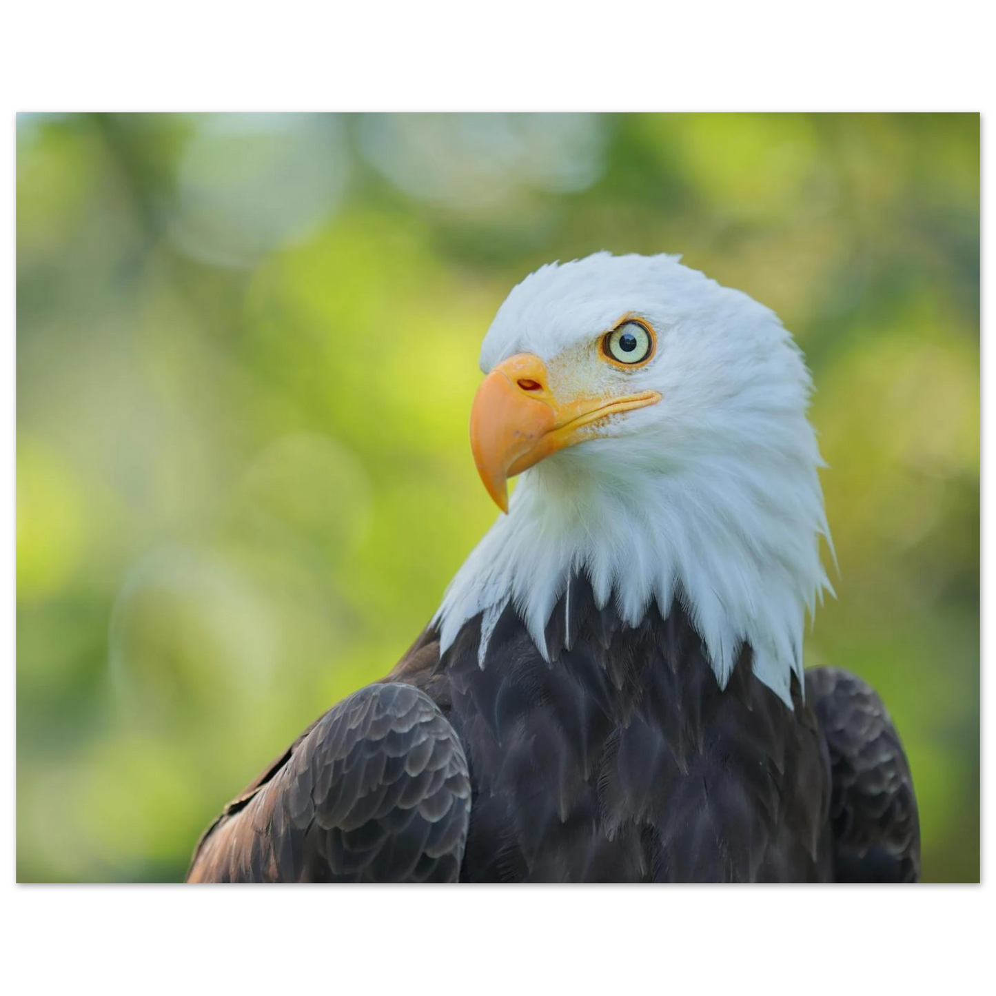 Wandbild majestaetischer weisskopfseeadler eine ode an die freiheit in ihrer wunschgroesse