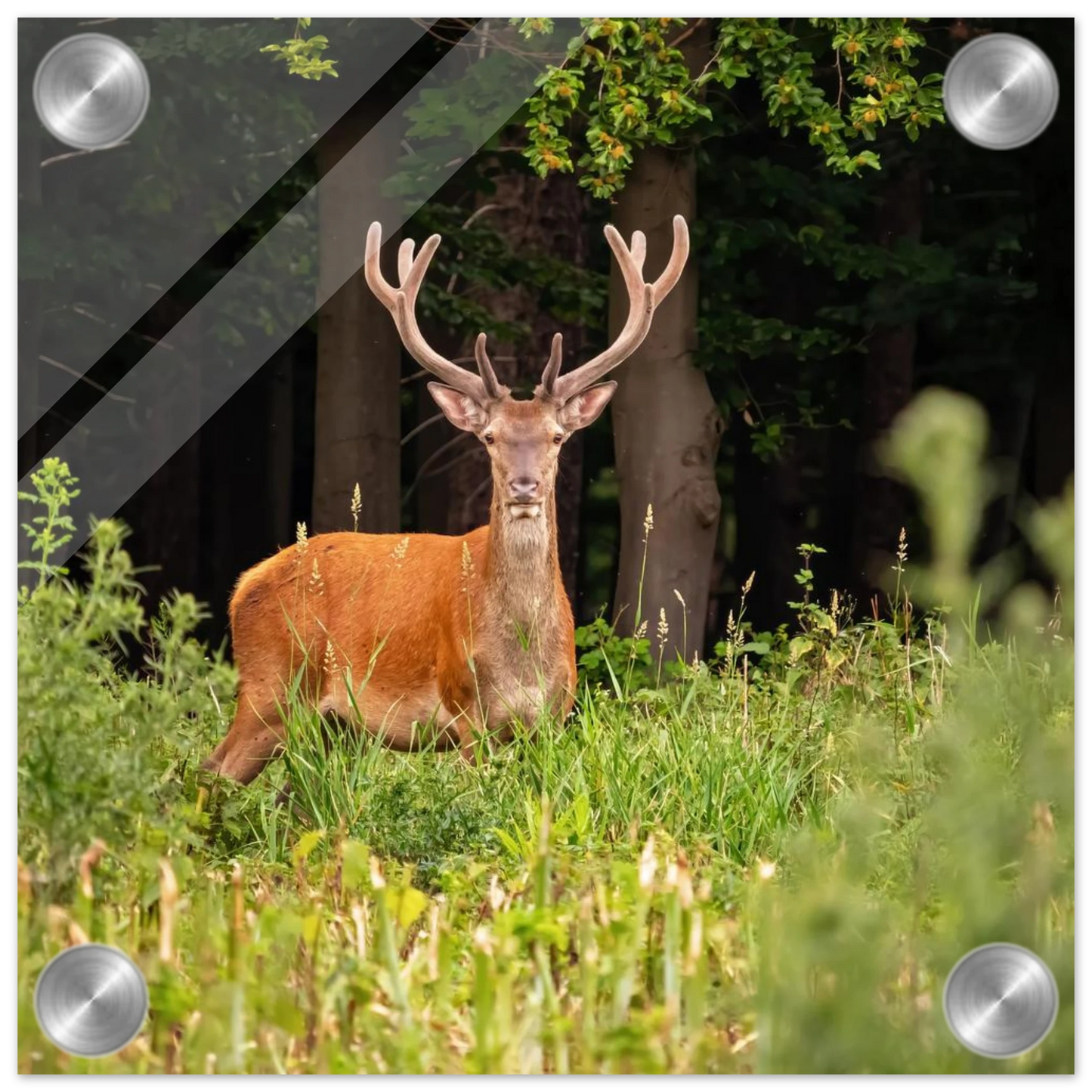 Wandbild majestaetischer hirsch im wald ein wildnis statement fuer ihr zuhause in verschiedenen groessen