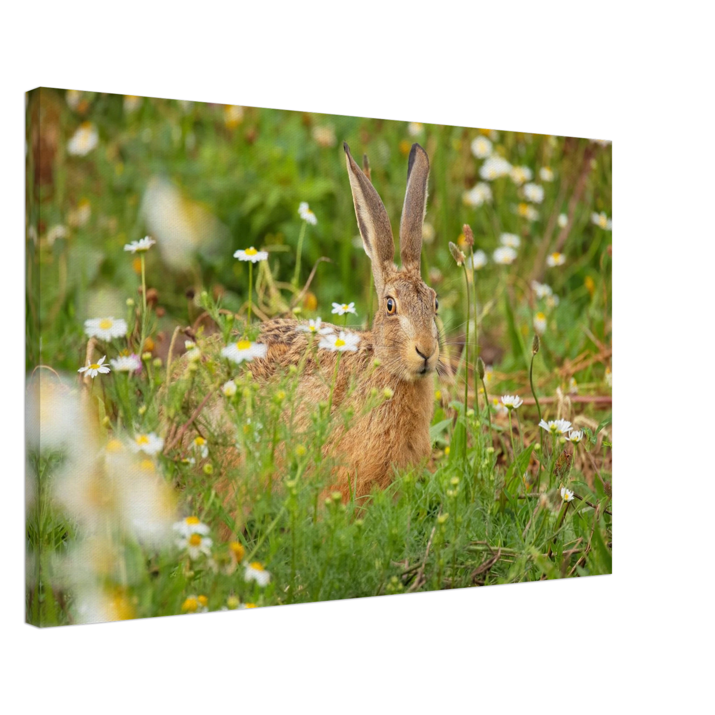 Wandbild feldhase im blumenfeld beruhigende natur tier kunst in vielen groessen