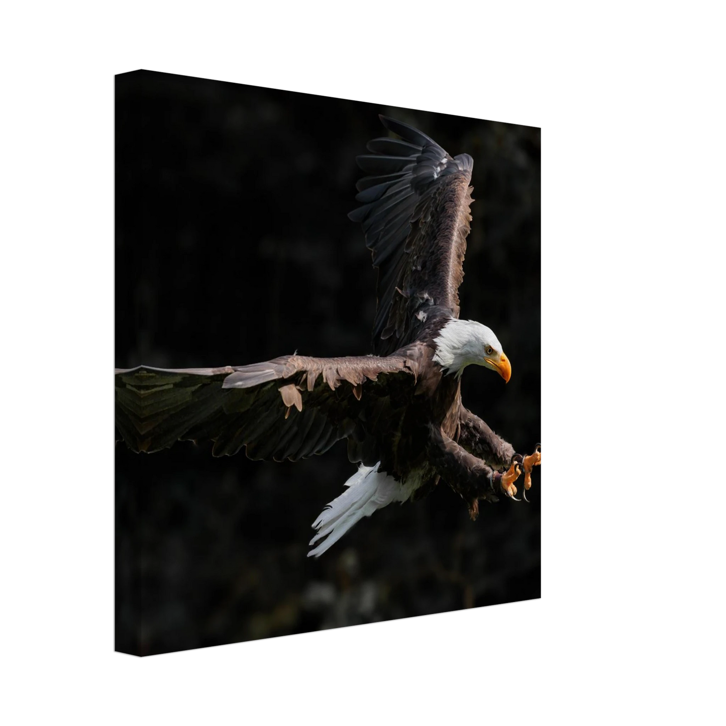 Wandbild majestaetischer weisskopfseeadler im flug freiheit staerke in ihrer wunschgroesse