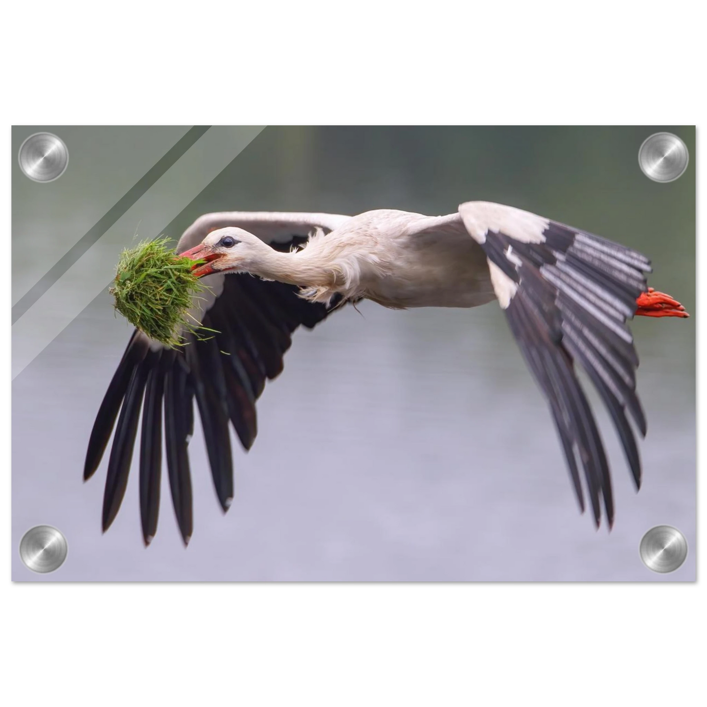 Wandbild nestbauender weissstorch im flug lebendige naturfotografie fuer ihr zuhause