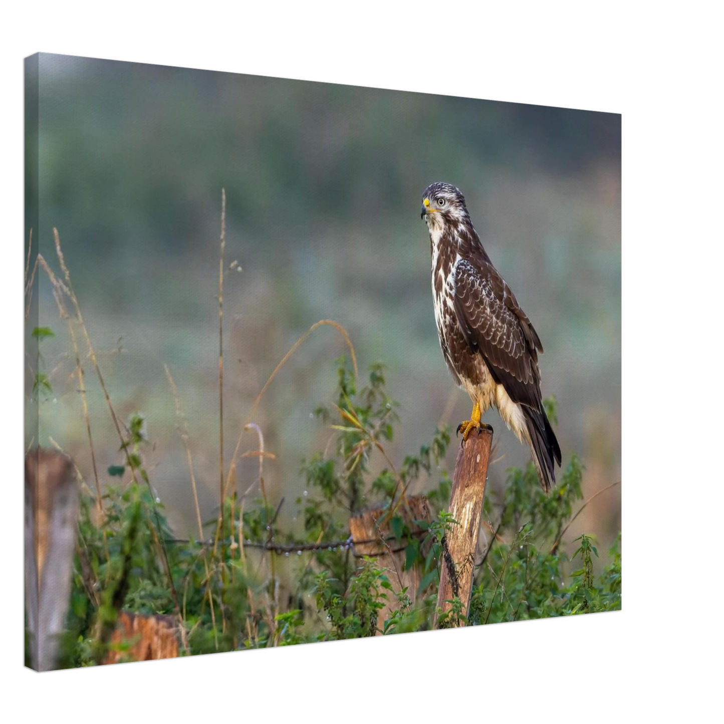 Wandbild majestaetischer bussard einblick in die wildnis auf hochglanz leinwand