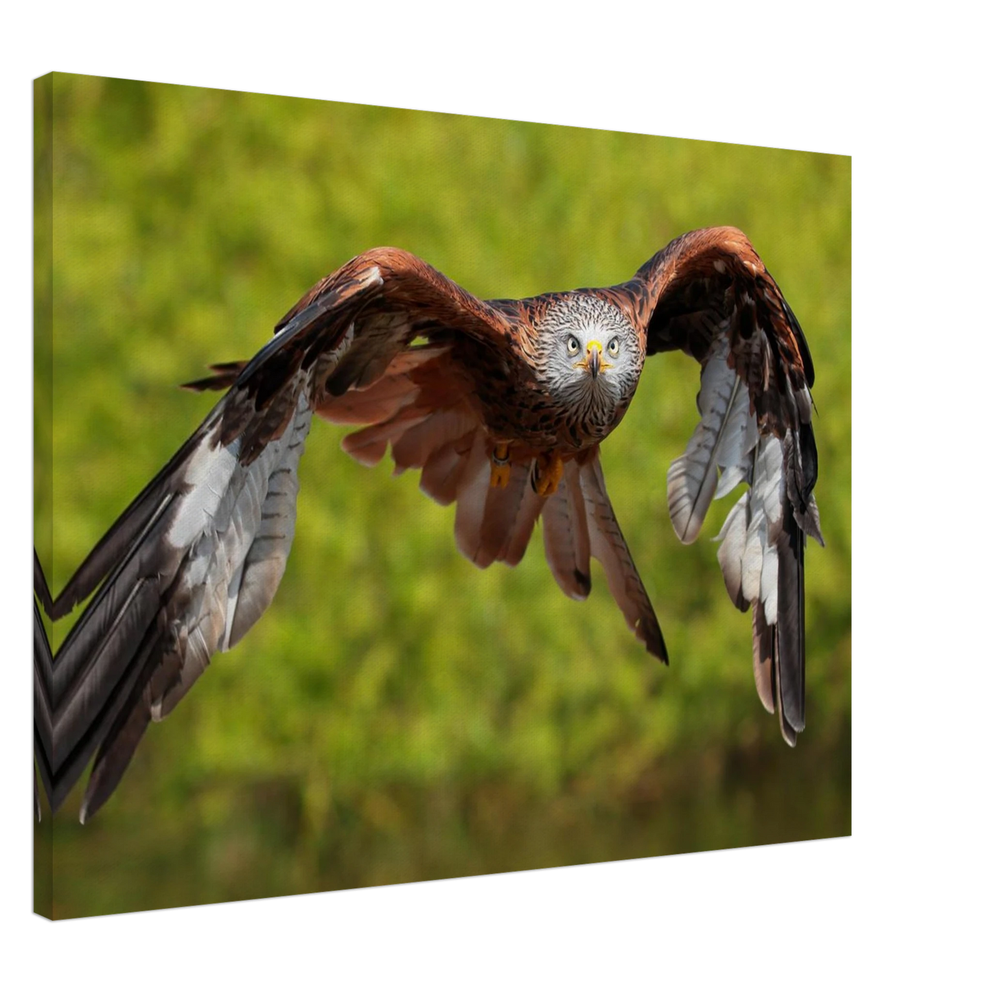 Wandbild majestaetischer rotmilan im flug atemberaubende tierfotografie fuer ihr zuhause erhaeltlich in zahlreichen groessen