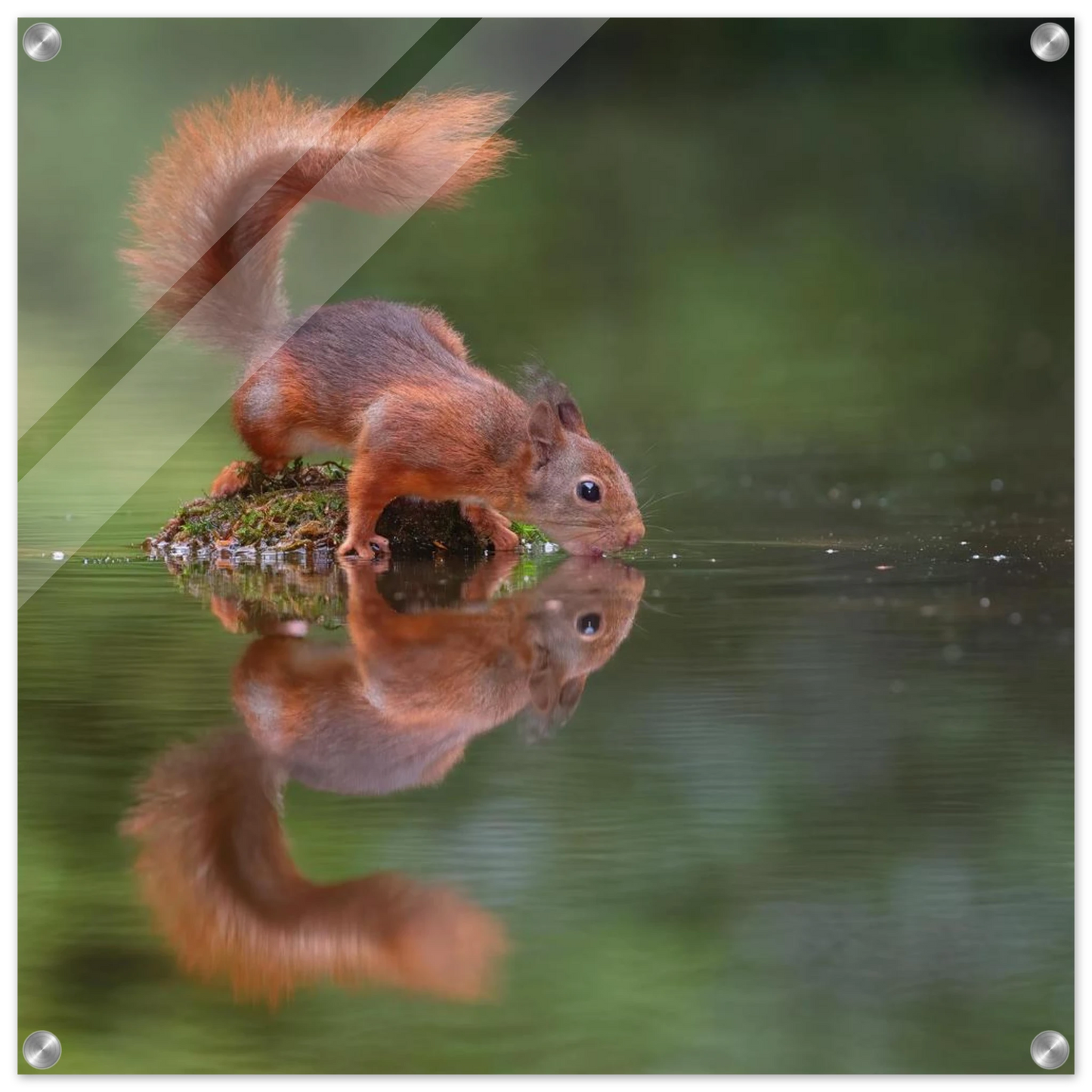 Wandbild durstiges eichhoernchen eine ruhige reflexion in der natur erhaeltlich in vielen groessen