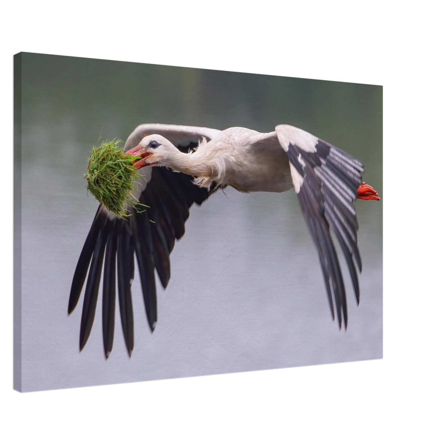 Wandbild nestbauender weissstorch im flug lebendige naturfotografie fuer ihr zuhause
