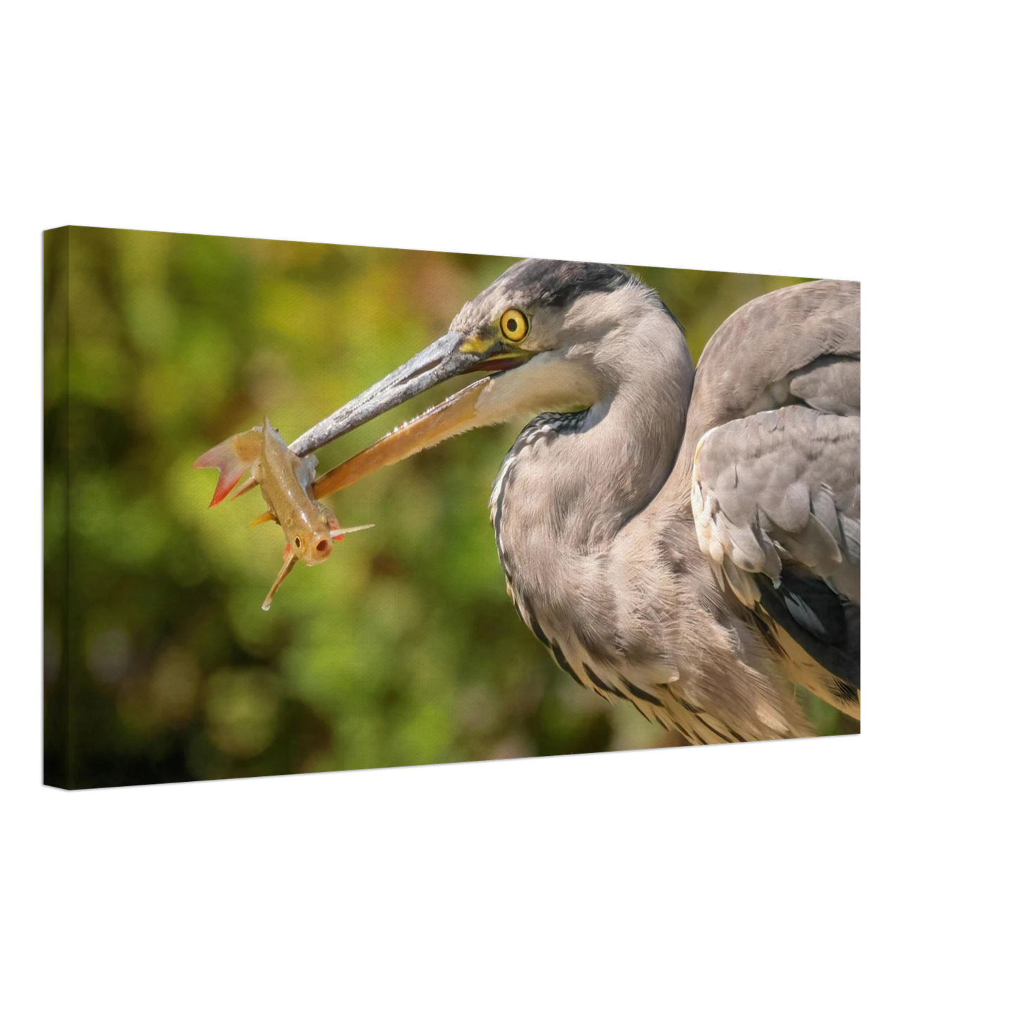 Wandbild graureiher mit fisch ein faszinierender moment in der natur verfuegbar in ihrer wunschgroesse