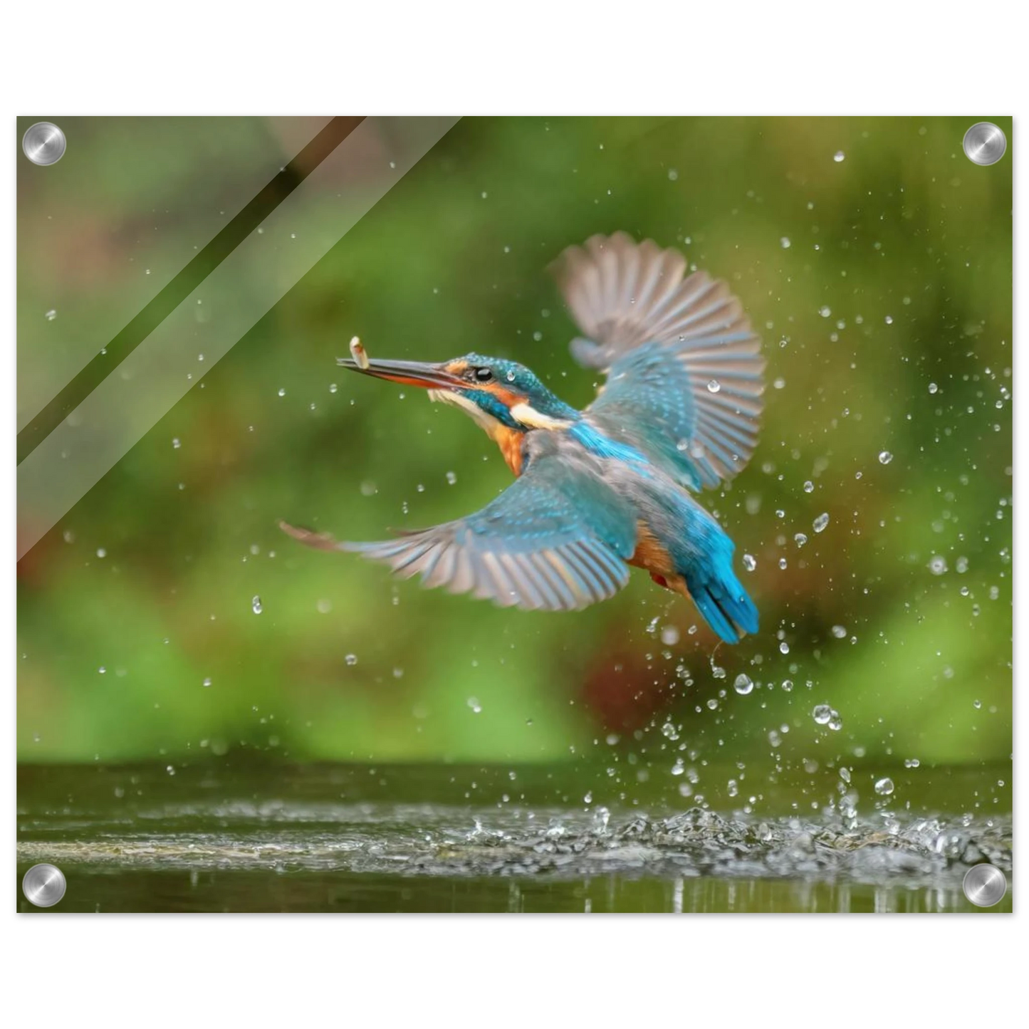 Wandbild eisvogel lebendige tierfotografie mit lebhaften blautoenen