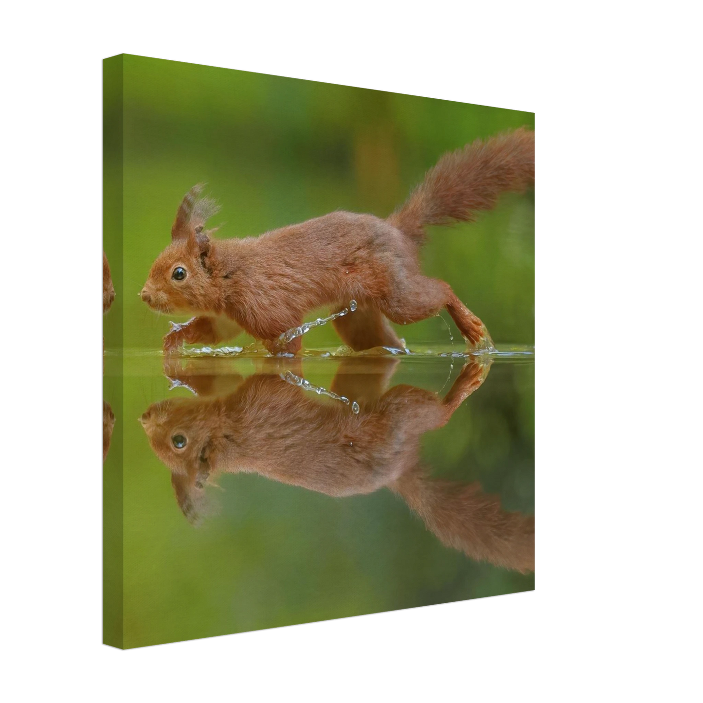 Wandbild eichhoernchen tanz eichhoernchen kunst fuer zuhause in ihrer wunschgroesse