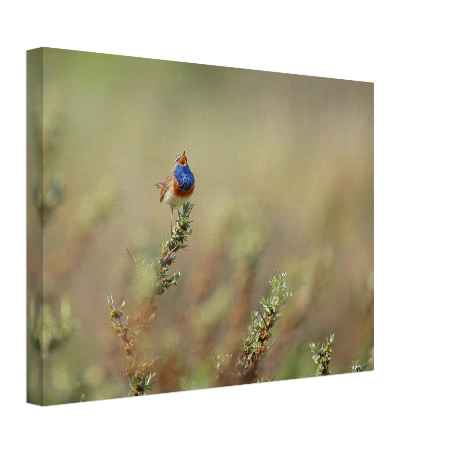 Wandbild lebendige nachtigall ein meisterwerk der naturfotografie fuer ihr zuhause