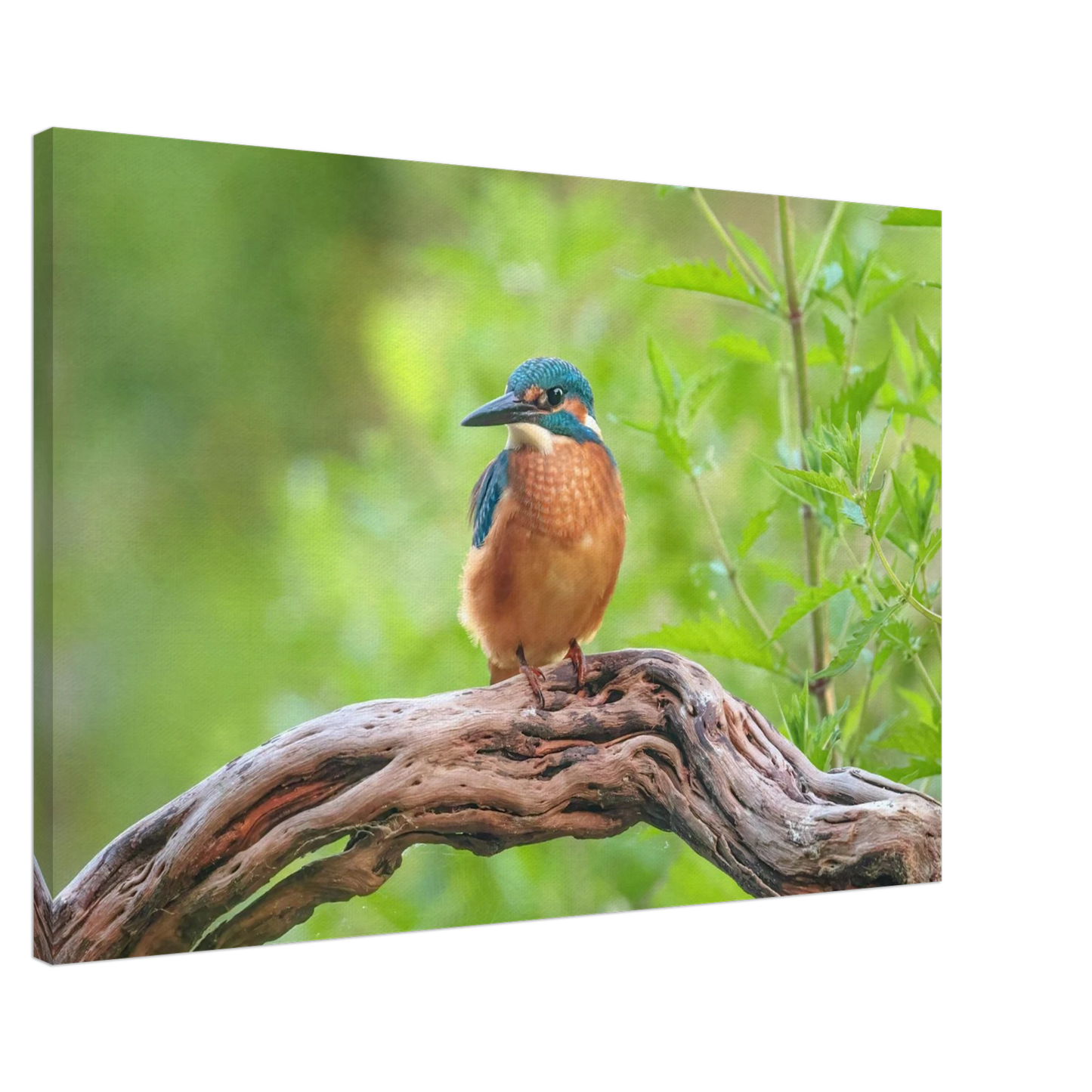 Wandbild eisvogel lebendige naturkunst fuer ihr zuhause in ihrer wunschgroesse 2