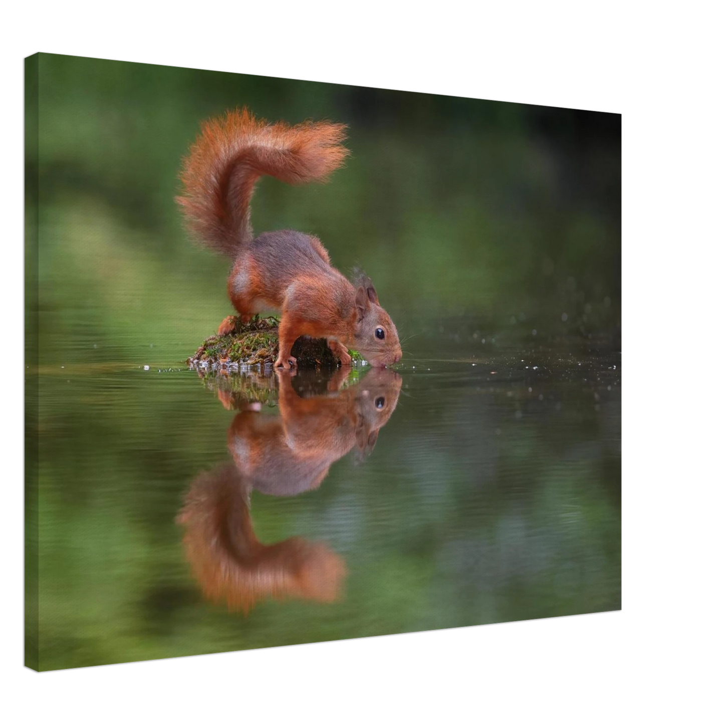 Wandbild durstiges eichhoernchen eine ruhige reflexion in der natur erhaeltlich in vielen groessen