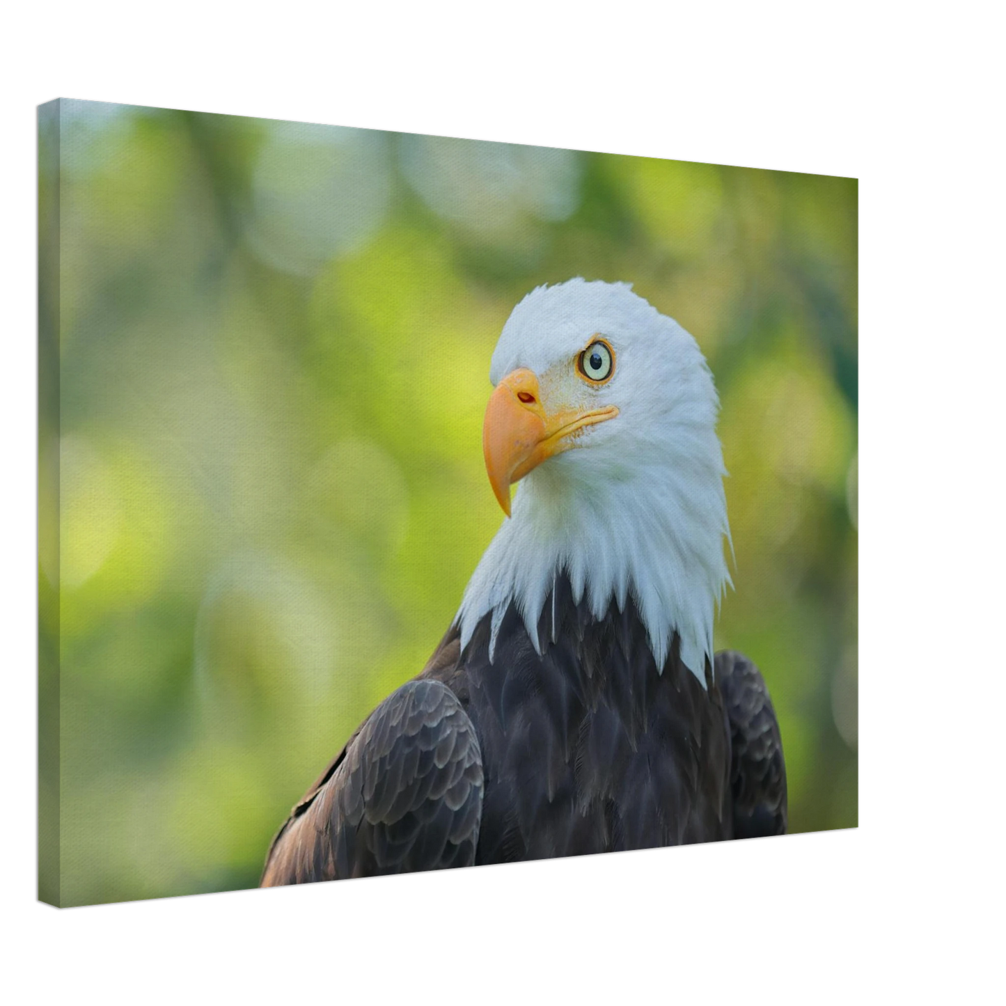 Wandbild majestaetischer weisskopfseeadler eine ode an die freiheit in ihrer wunschgroesse