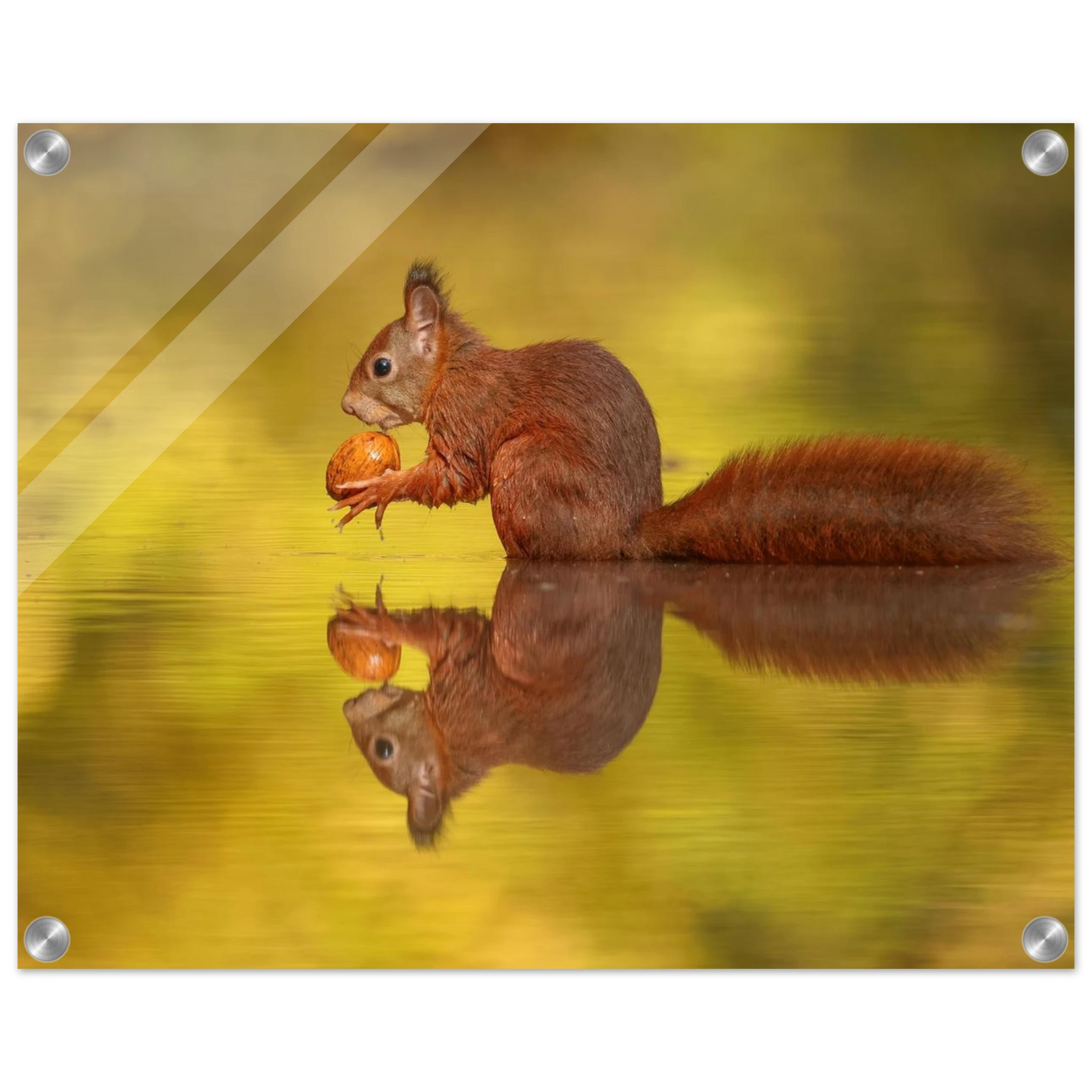 Wandbild eichhoernchen im goldenen herbstlicht lebendige tierfotografie fuer ihre wand