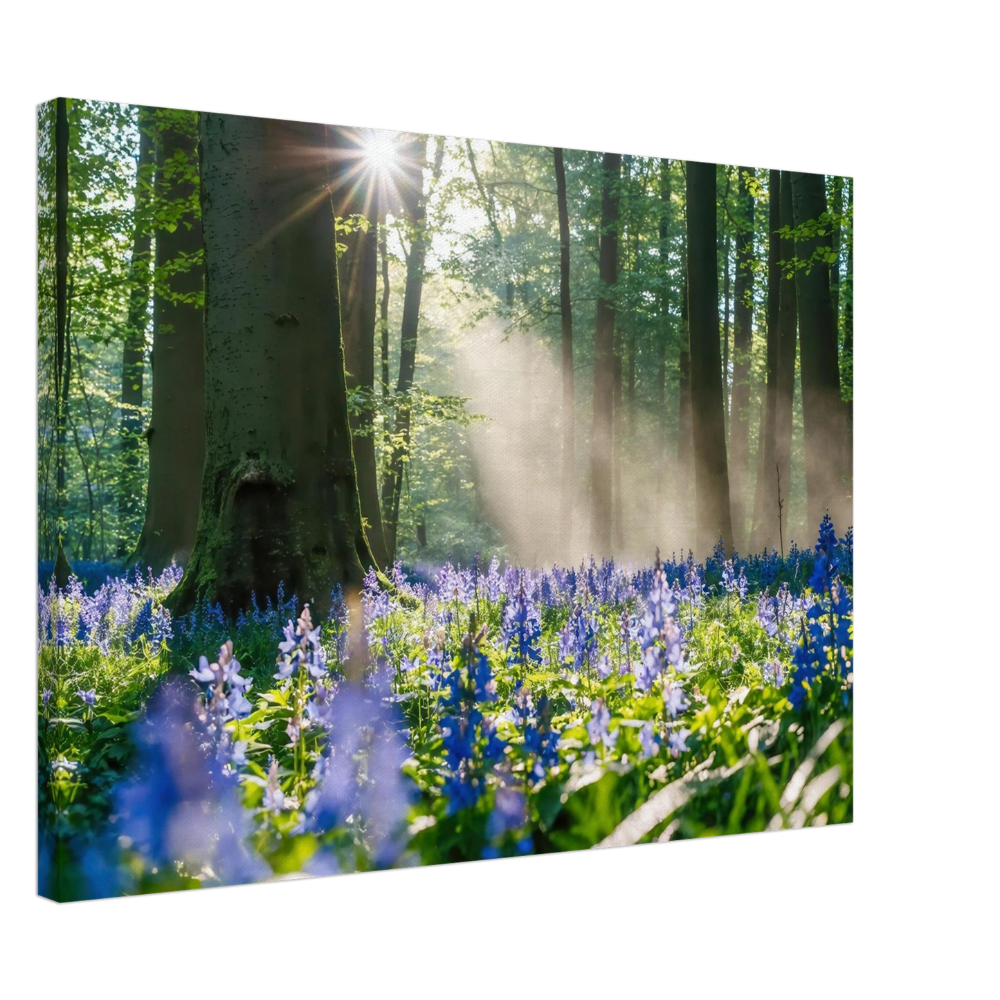 Wandbild mystische waldlichtung mit blauen glockenblumen sonnenverwoehntes naturbild in verschiedenen groessen