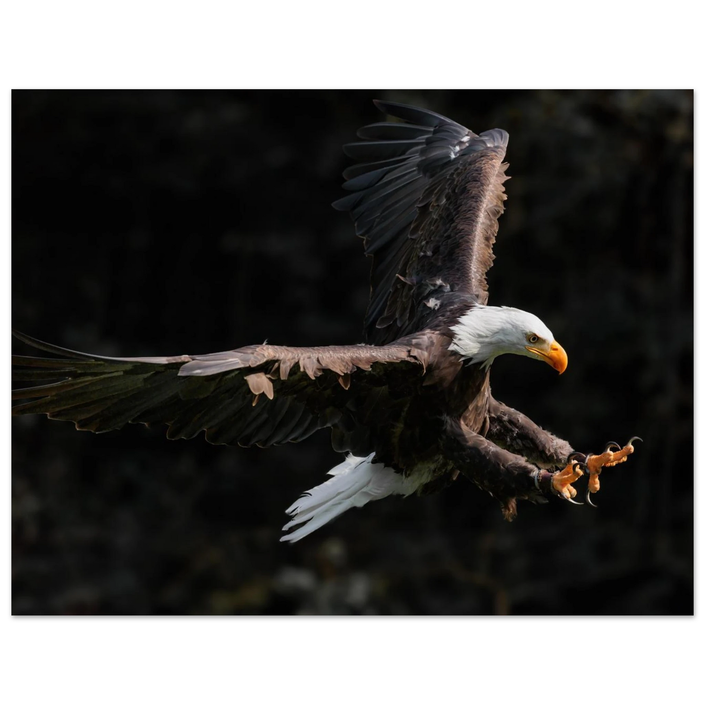 Wandbild majestaetischer weisskopfseeadler im flug freiheit staerke in ihrer wunschgroesse