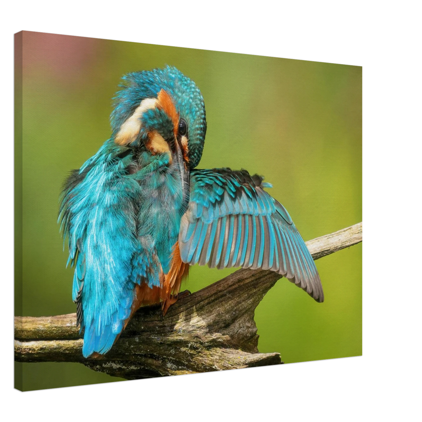 Wandbild eisvogel lebendige farbenpracht der natur auf leinwand