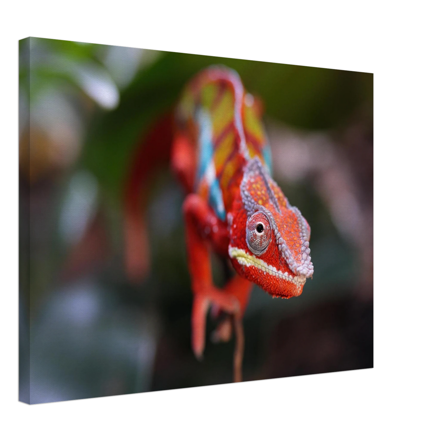 Wandbild faszinierendes chamaeleon portraet lebendige tierkunst fuer ihr zuhause in ihrer wunschgroesse