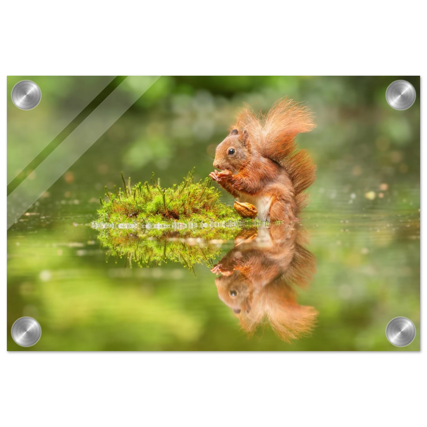 Wandbild bezauberndes eichhoernchen mit nuss ein spiegelbild der natur