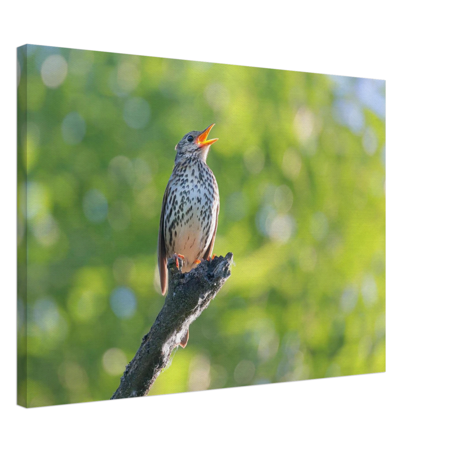Wandbild bezaubernder singvogel in gruen ein naturportraet fuer ihr zuhause in vielen groessen