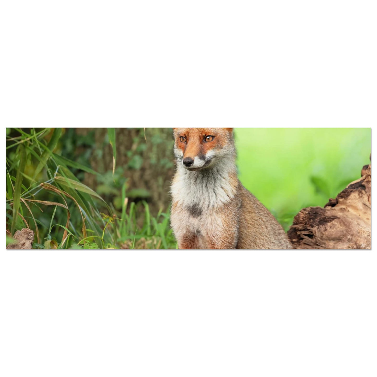 Wandbild majestaetischer rotfuchs ein augenblick der ruhe in der natur erhaeltlich in zahlreichen groessen