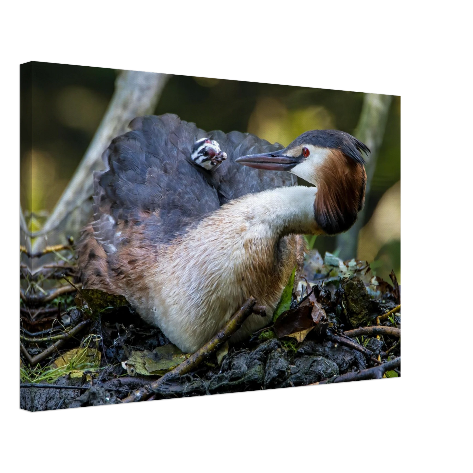 Wandbild zaertliche grosse haubentaucher familie naturgetreuer kunstdruck in ihrer wunschgroesse