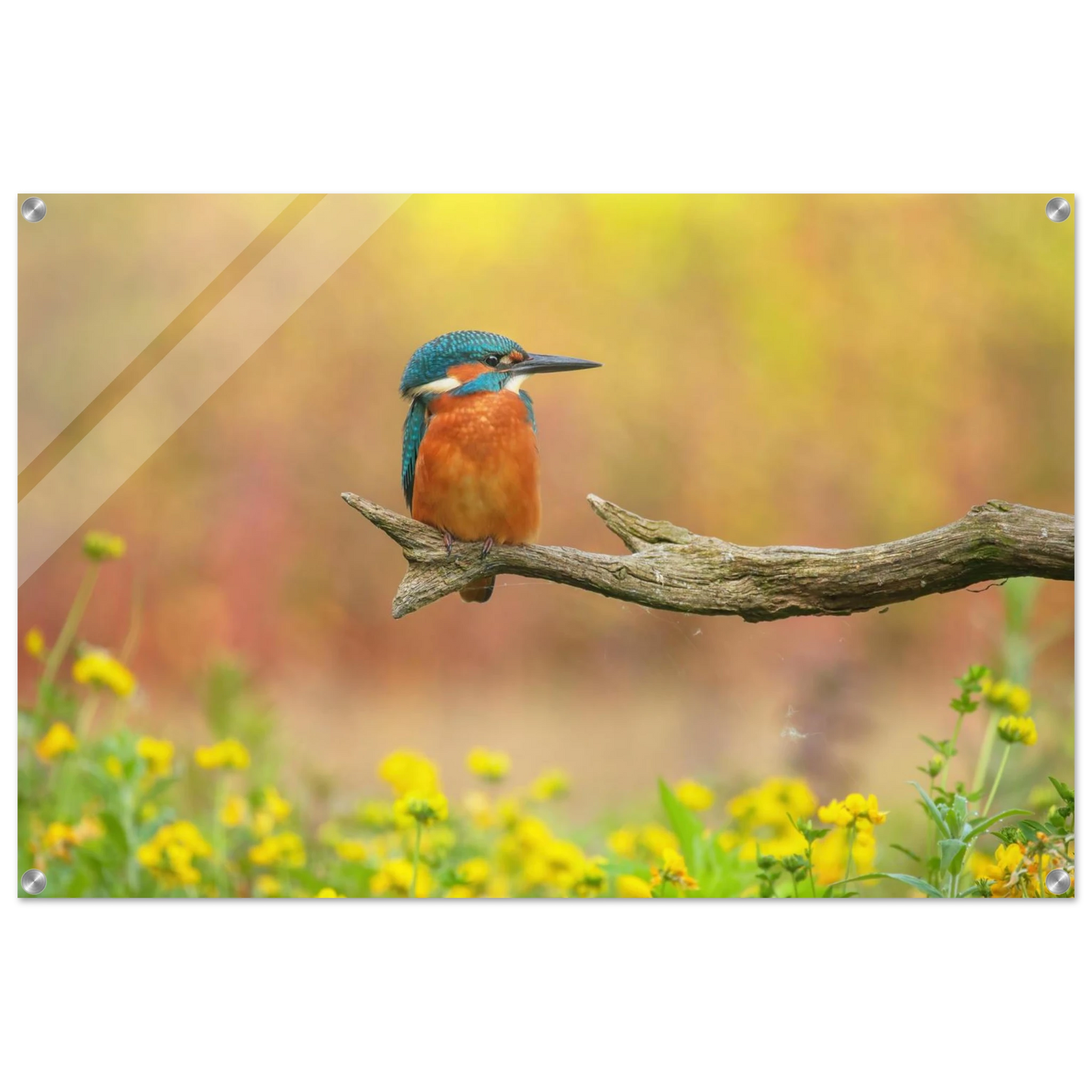 Wandbild eisvogel lebendige naturkunst fuer ihr zuhause in ihrer wunschgroesse
