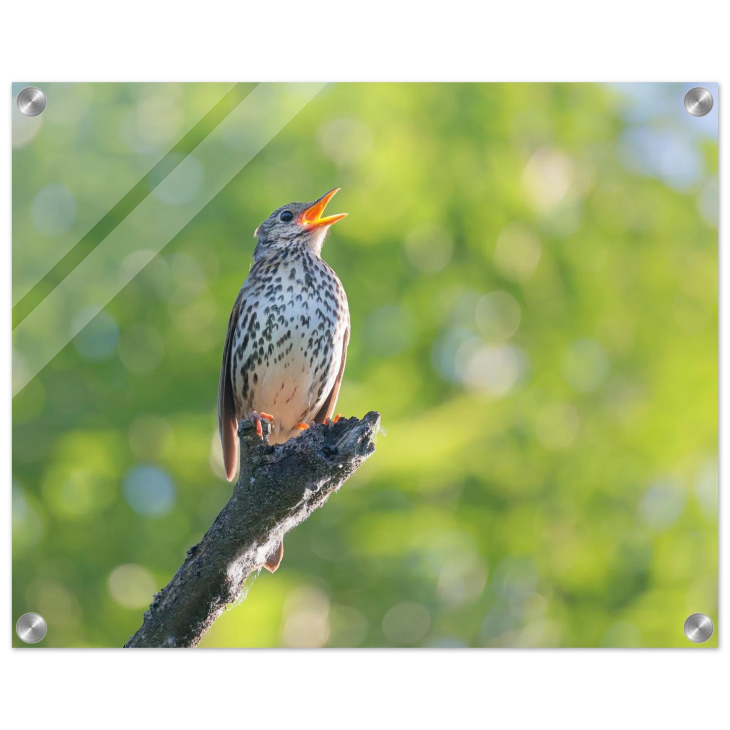 Wandbild bezaubernder singvogel in gruen ein naturportraet fuer ihr zuhause in vielen groessen