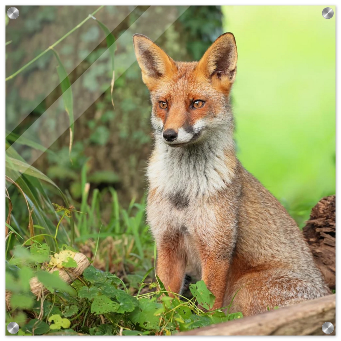 Wandbild majestaetischer rotfuchs ein augenblick der ruhe in der natur erhaeltlich in zahlreichen groessen