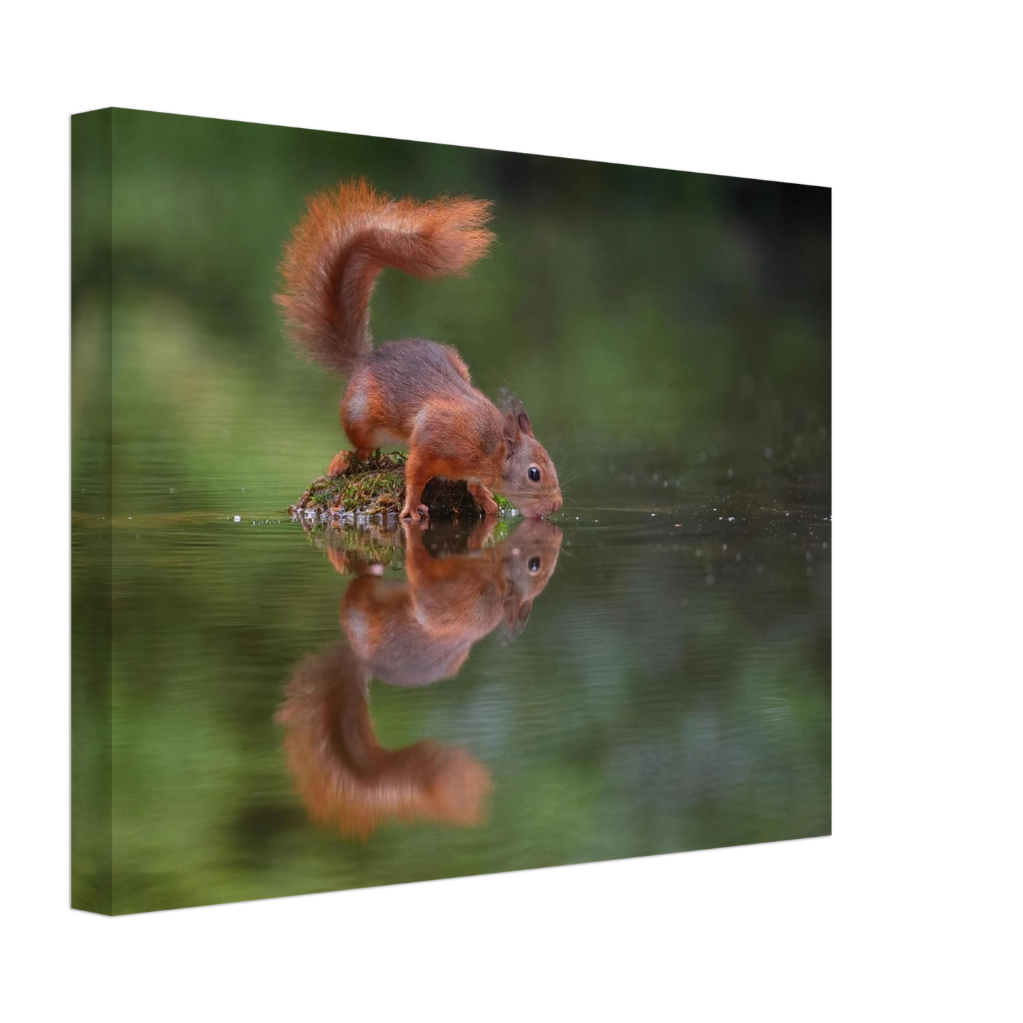 Wandbild durstiges eichhoernchen eine ruhige reflexion in der natur erhaeltlich in vielen groessen