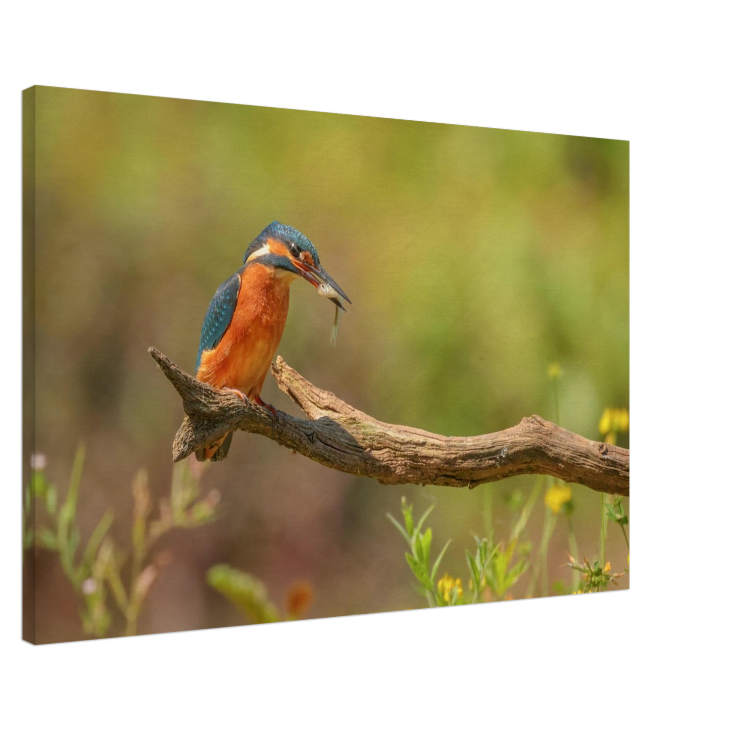 Wandbild eisvogel farbpracht leuchtende naturkunst fuer ihr zuhause in vielen groessen