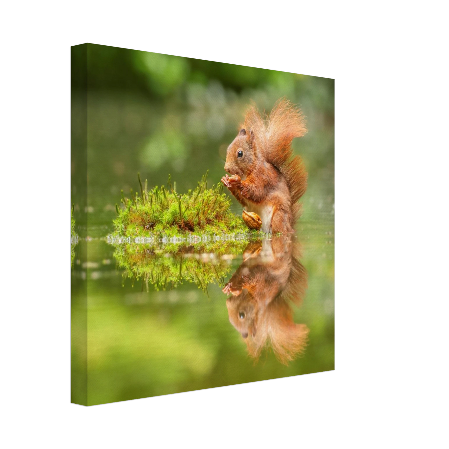 Wandbild bezauberndes eichhoernchen mit nuss ein spiegelbild der natur