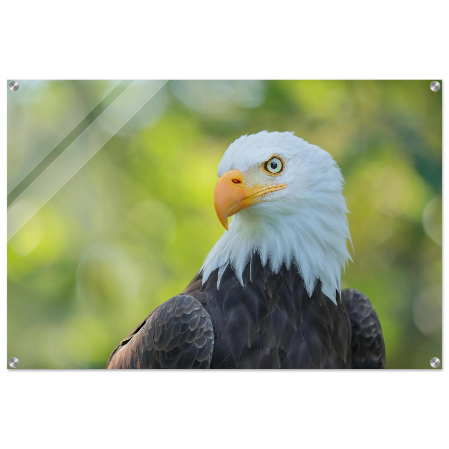 Wandbild majestaetischer weisskopfseeadler eine ode an die freiheit in ihrer wunschgroesse