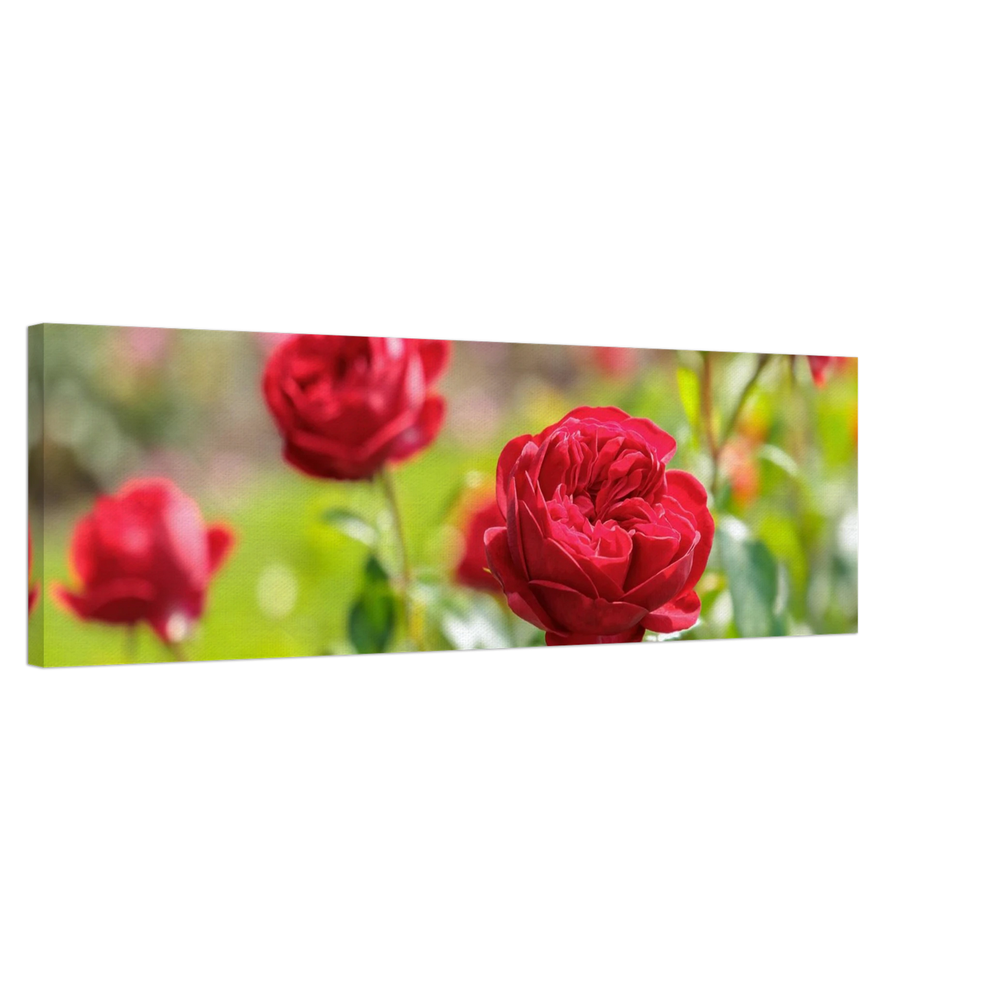 Wandbild rote rosen lebendige bluetenpracht fuer ihr zuhause in ihrer wunschgroesse