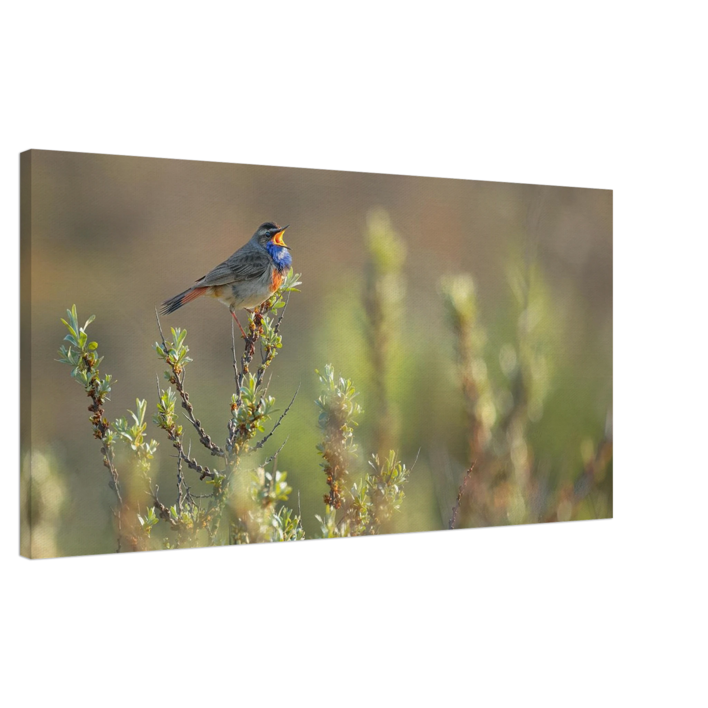 Wandbild singendes blaukehlchen lebendige naturfotografie als wandbild in verschiedenen groessen