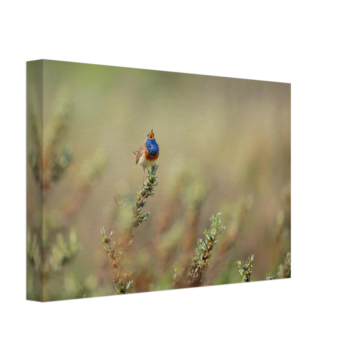 Wandbild lebendige nachtigall ein meisterwerk der naturfotografie fuer ihr zuhause