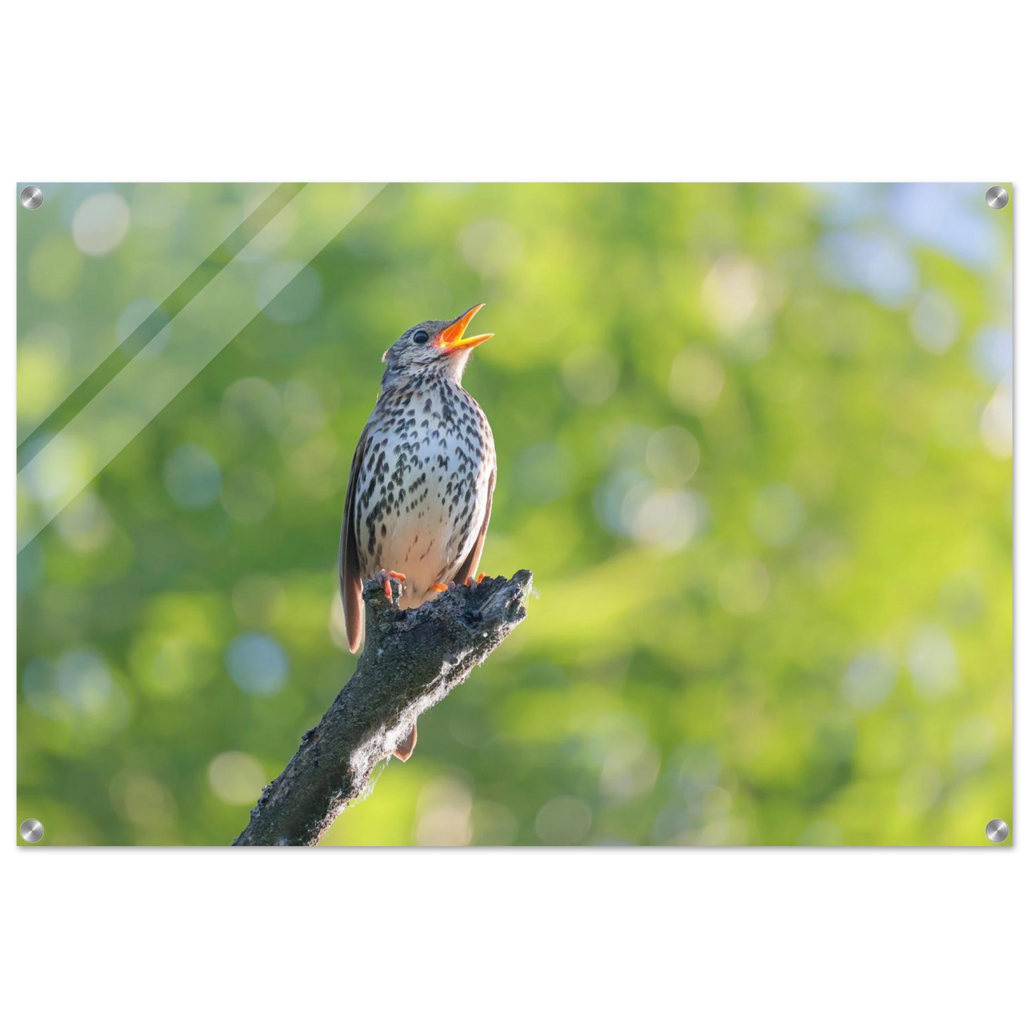 Wandbild bezaubernder singvogel in gruen ein naturportraet fuer ihr zuhause in vielen groessen