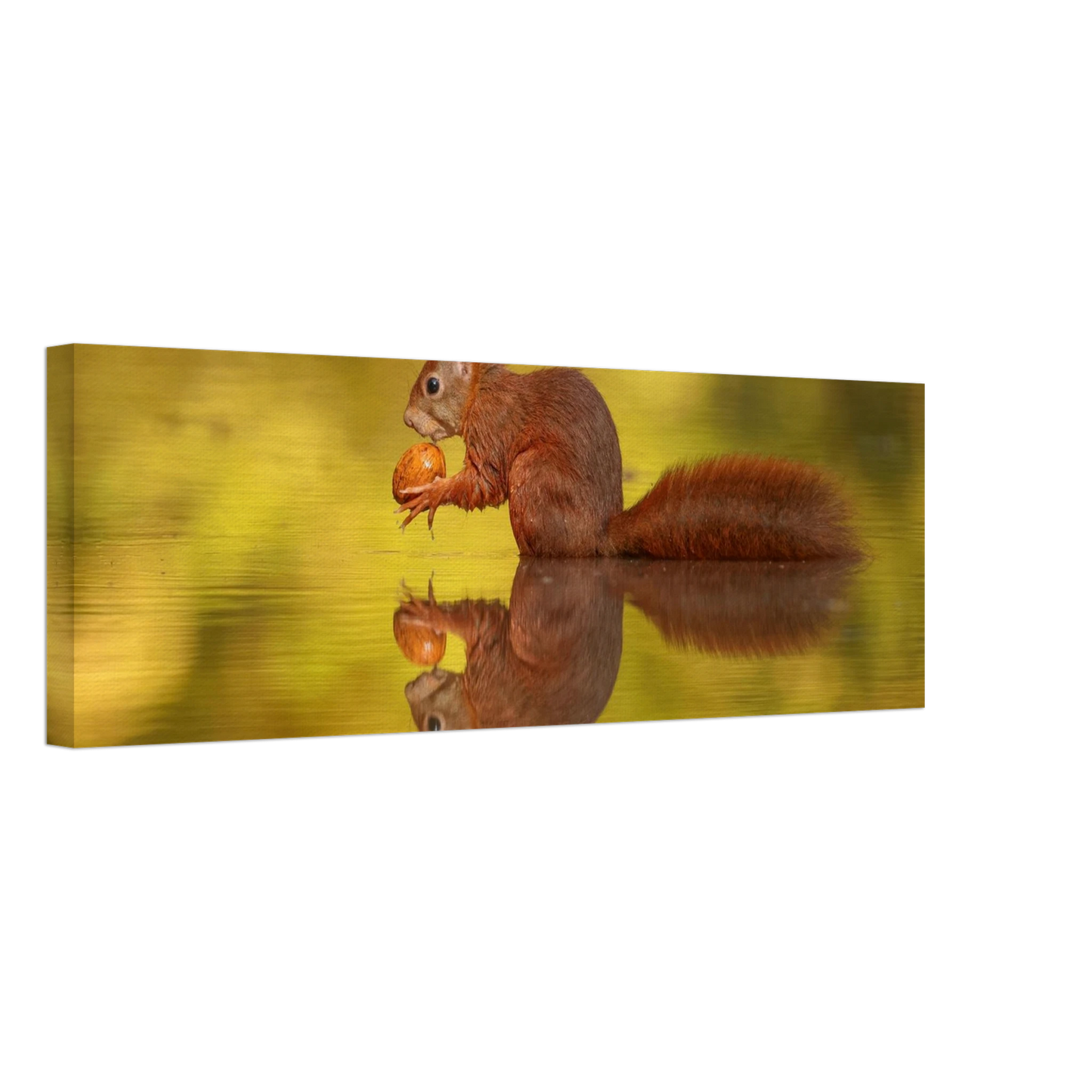 Wandbild eichhoernchen im goldenen herbstlicht lebendige tierfotografie fuer ihre wand