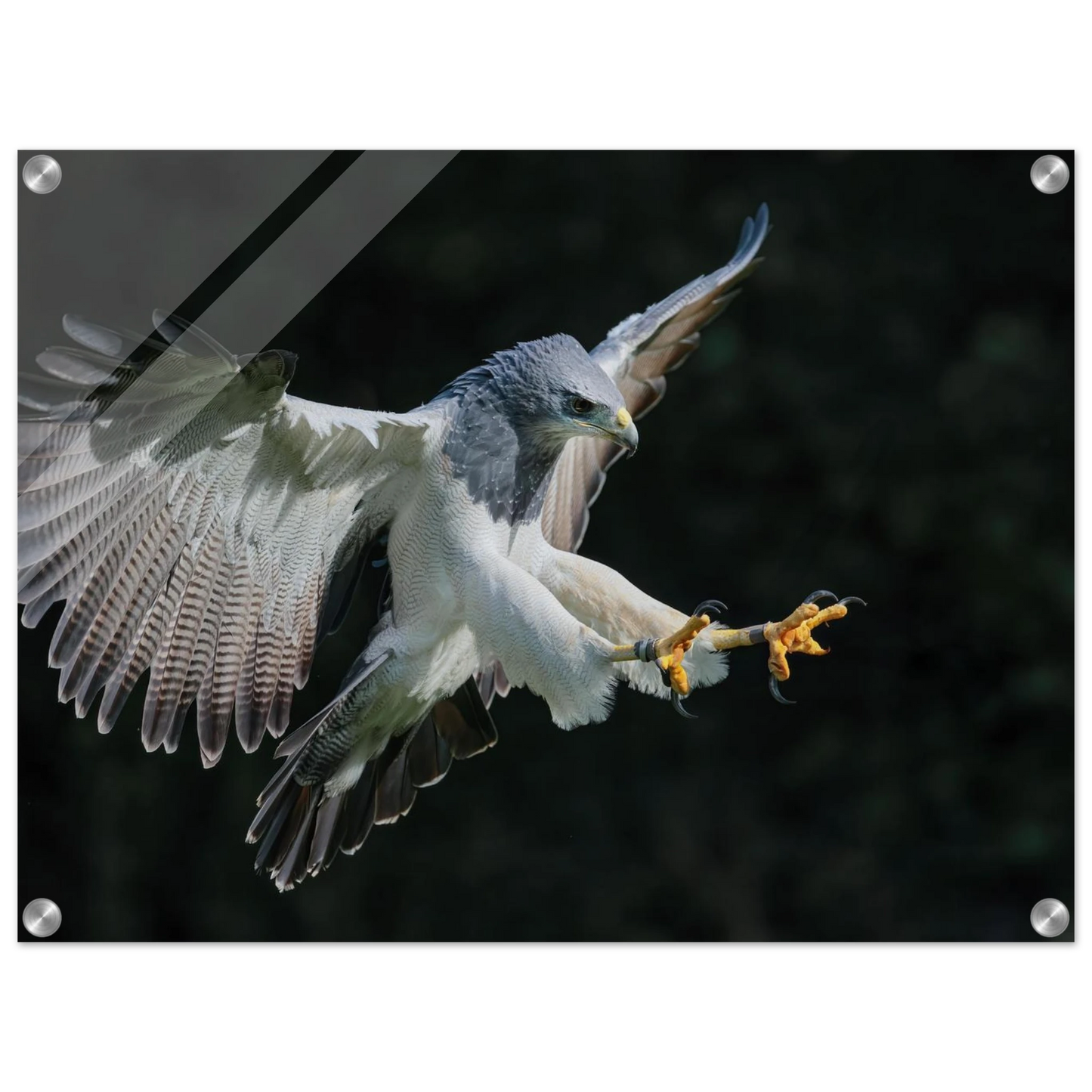 Wandbild majestaetischer schwarzbrustbussard im flug atemberaubende tierfotografie fuer ihr zuhause